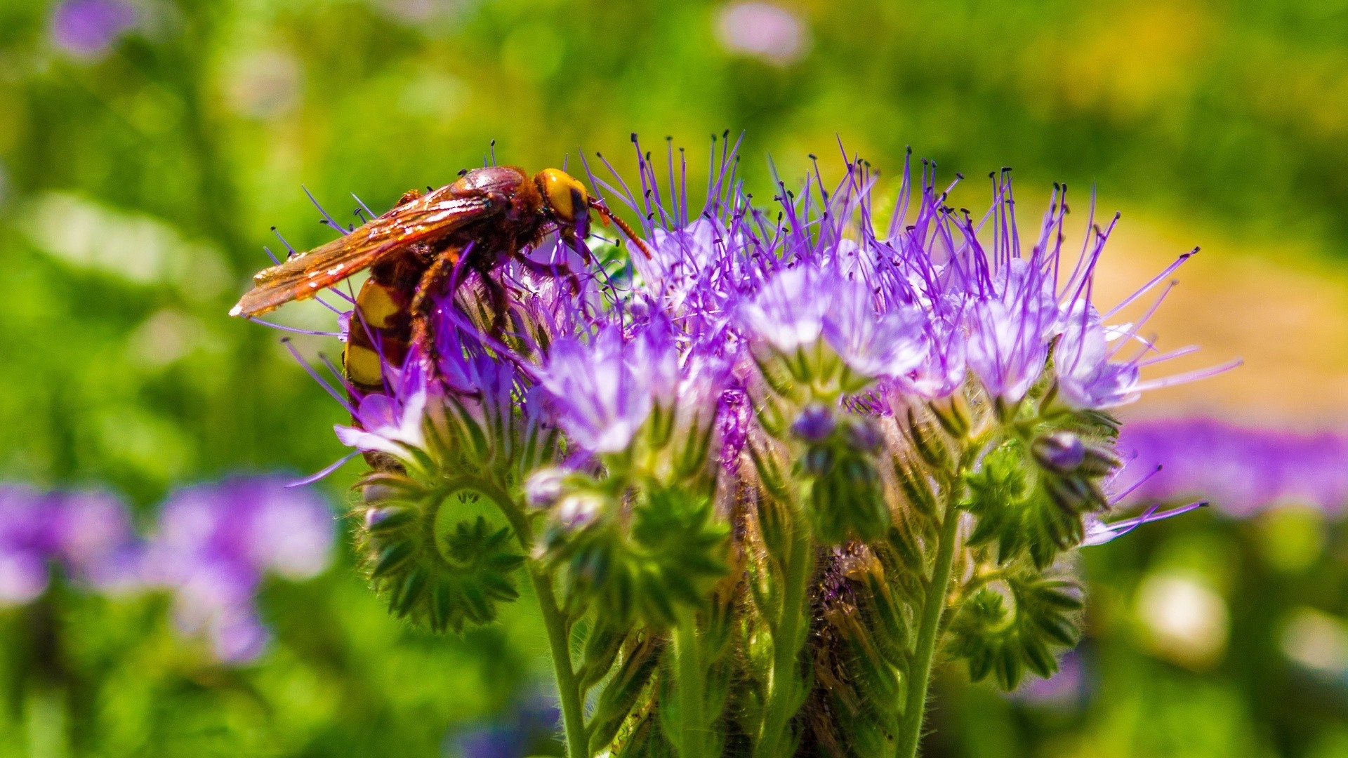 Free photo A bee on a flower