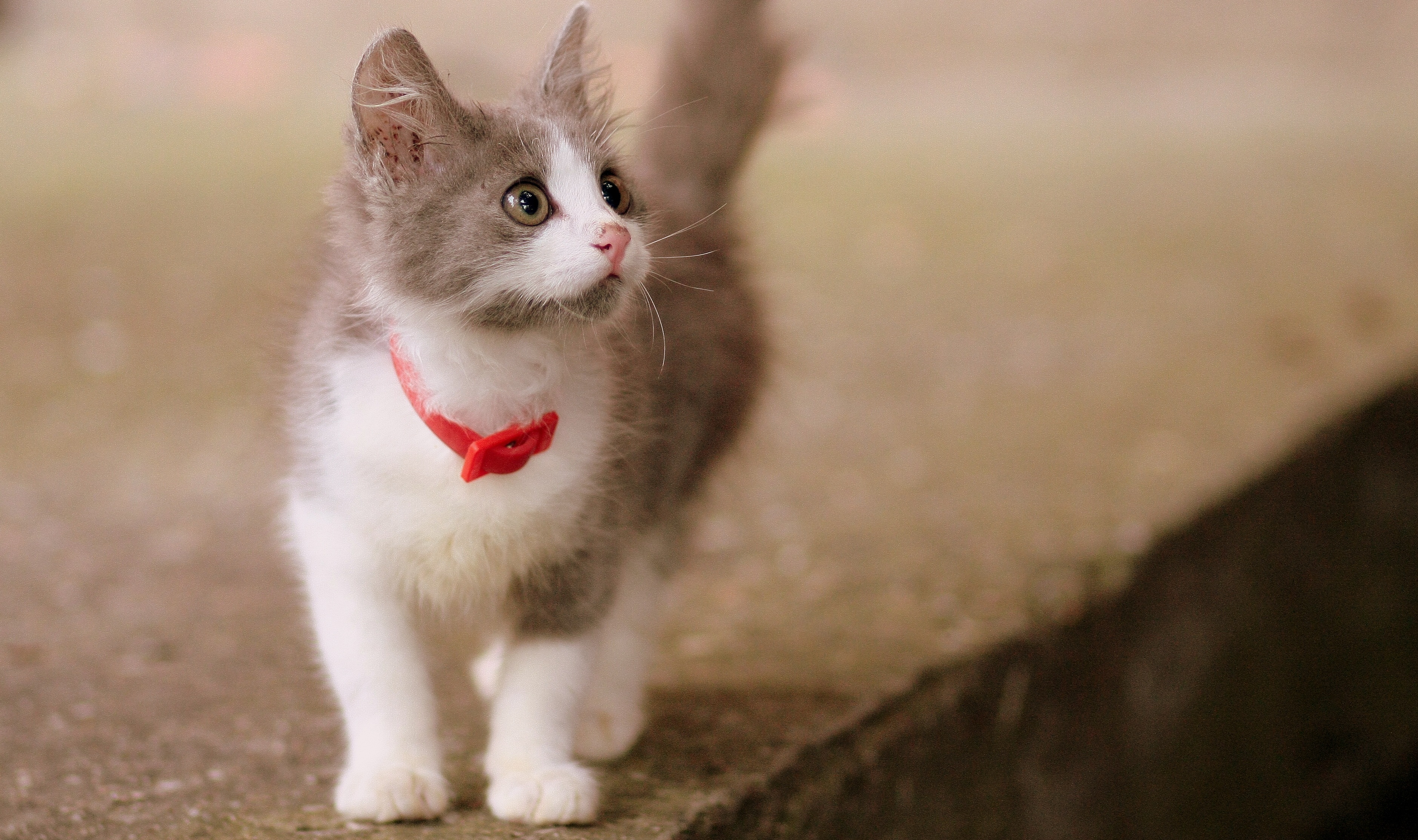 灰白色的小猫，戴着红色项圈。