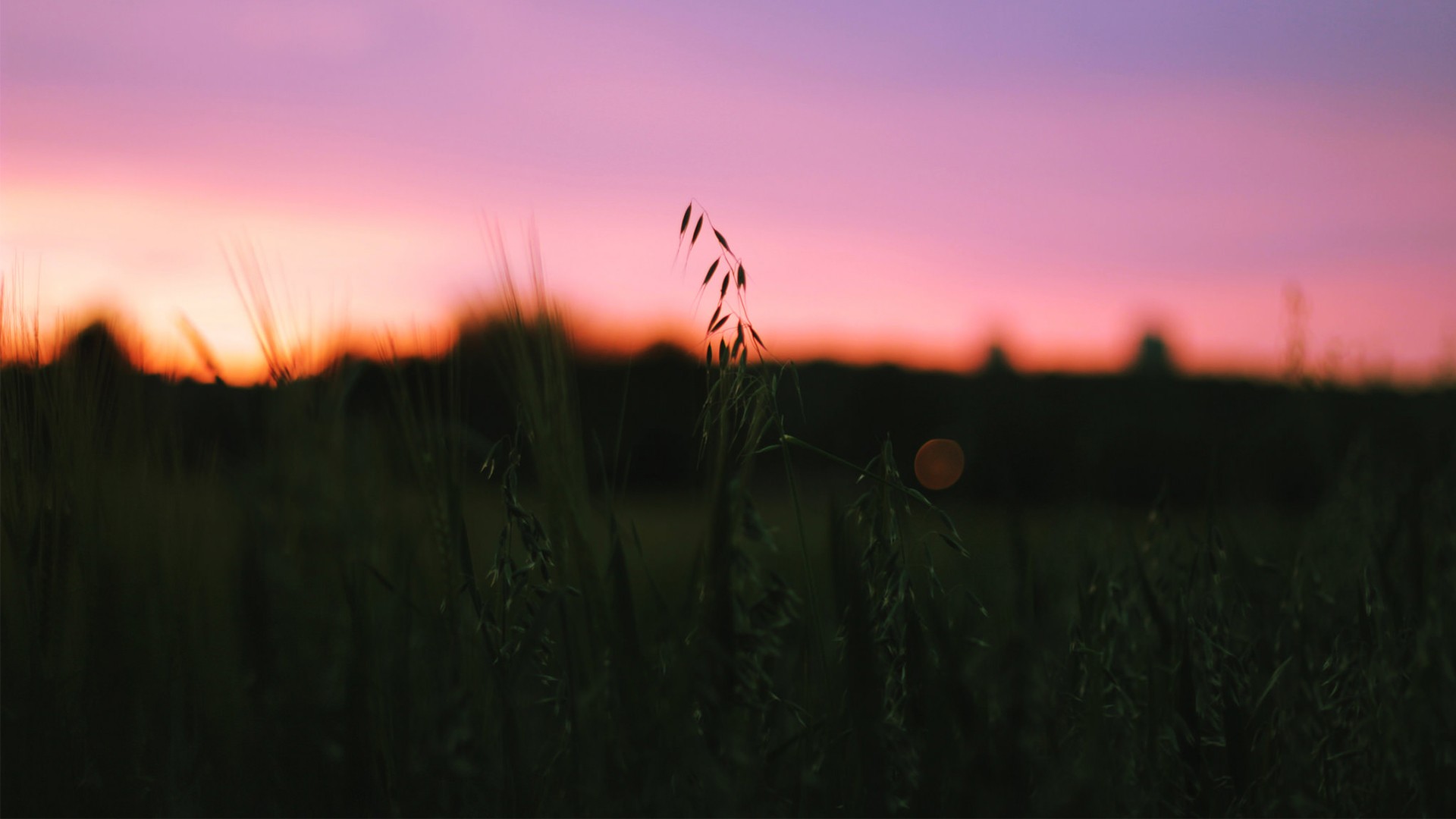 Тишина в поле