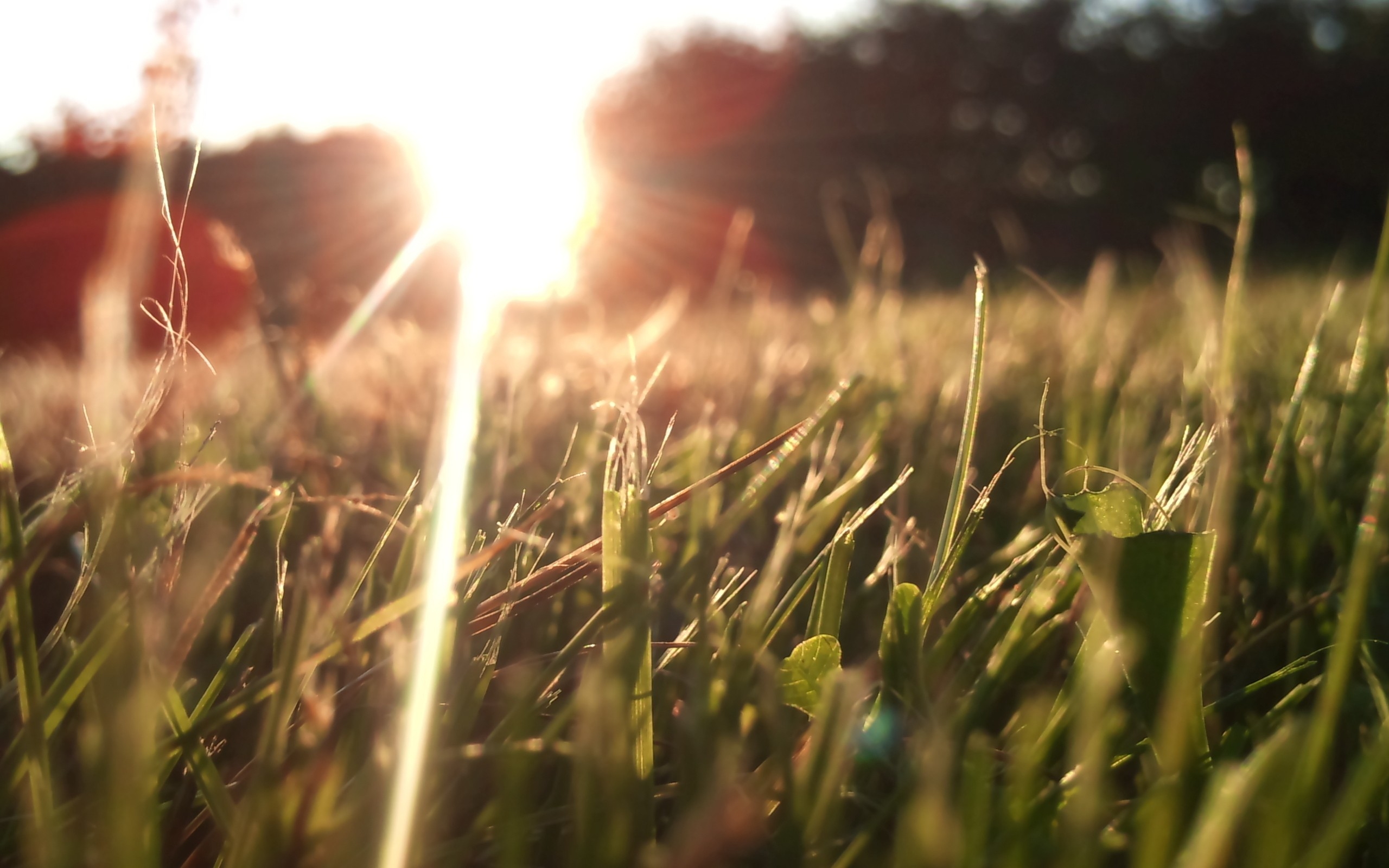 Wallpapers grass leaf lawn on the desktop