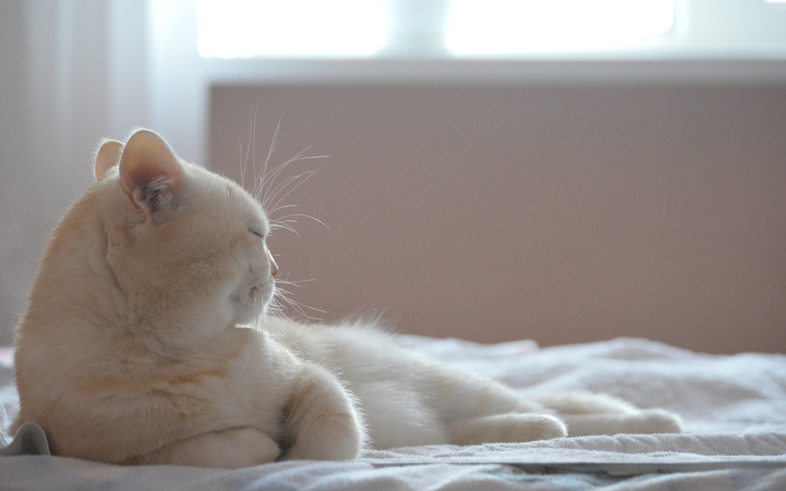 Wallpapers white cat bed on the desktop