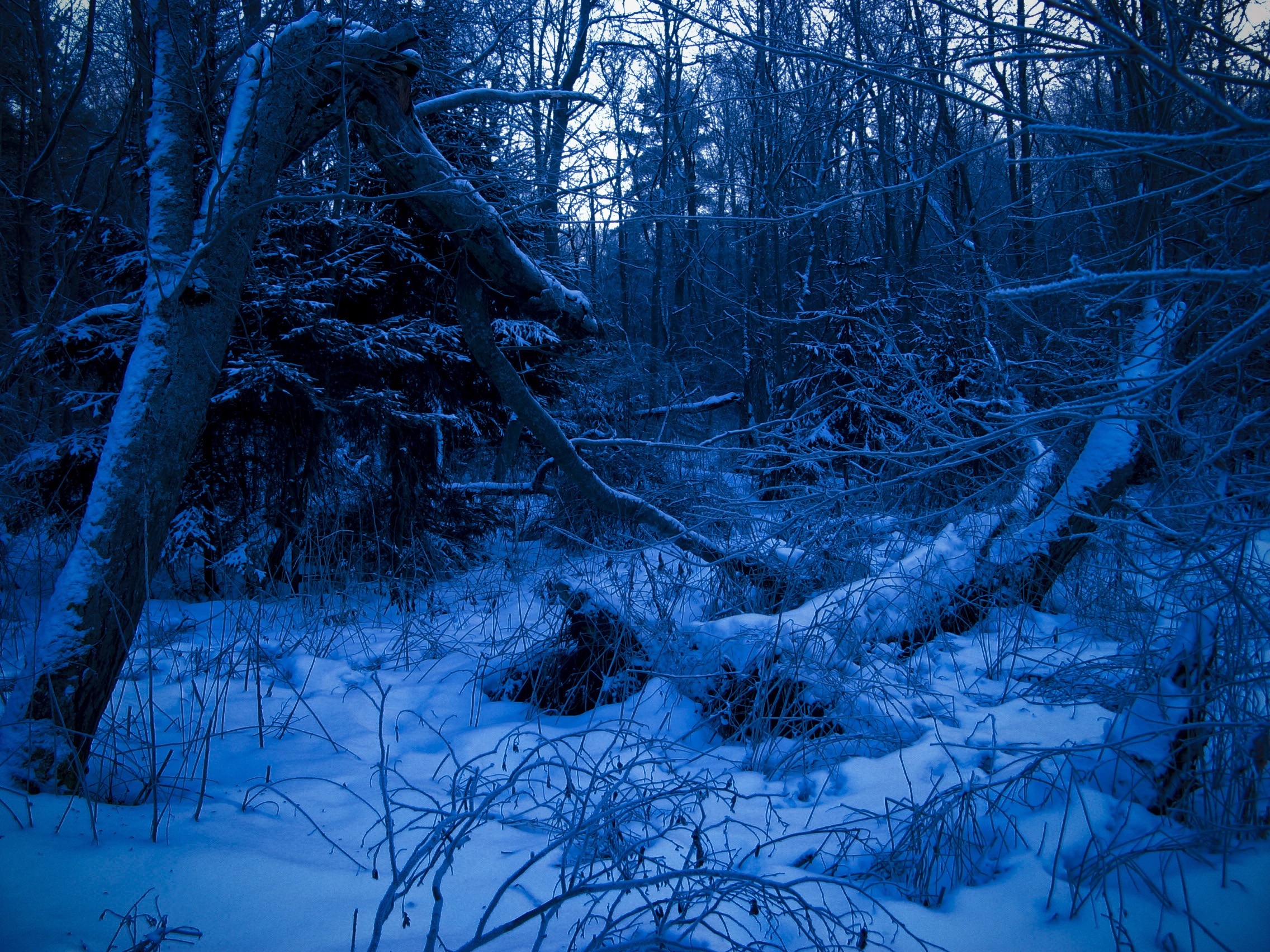 黄昏下的冬日森林