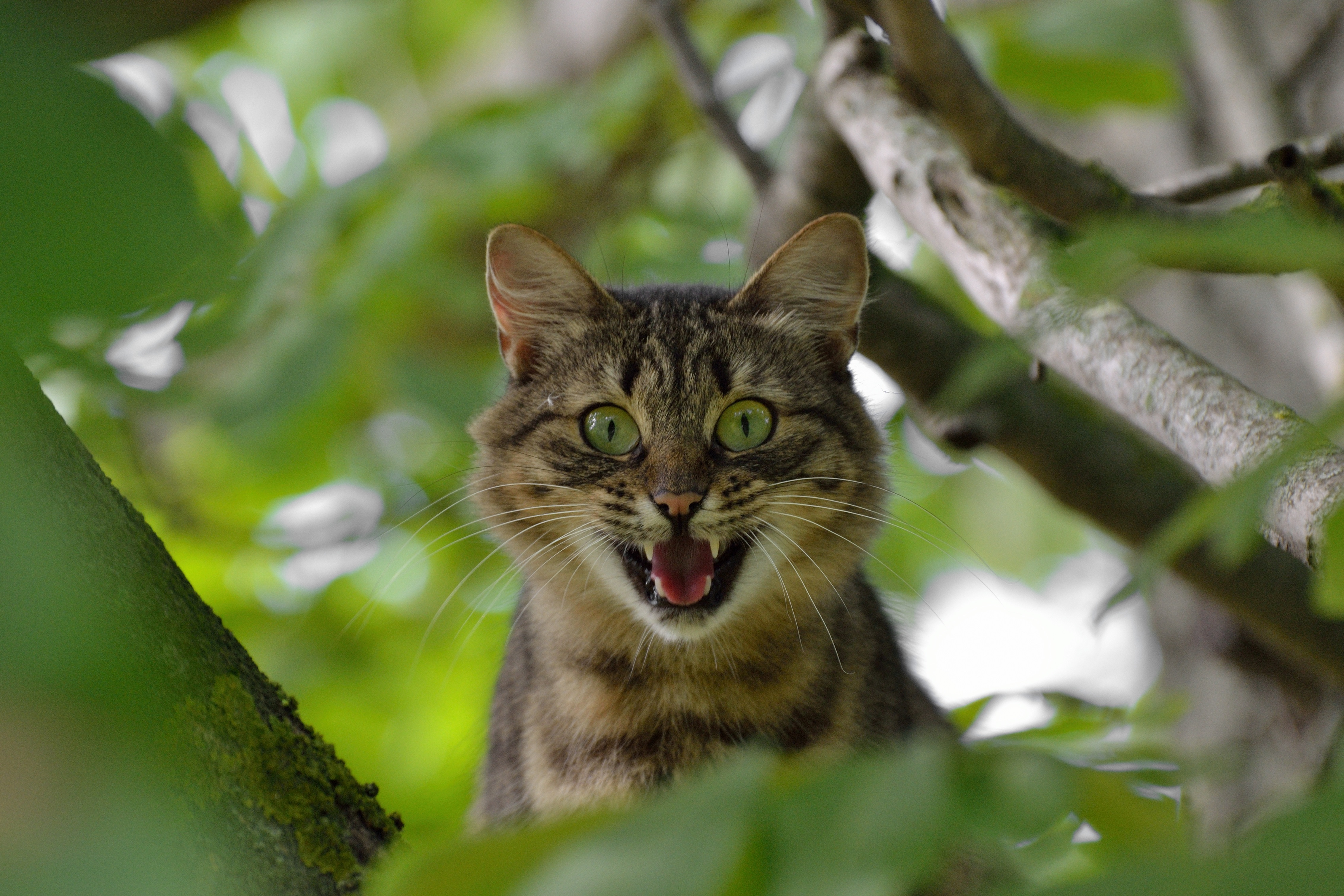 Free photo A surprised green-eyed cat