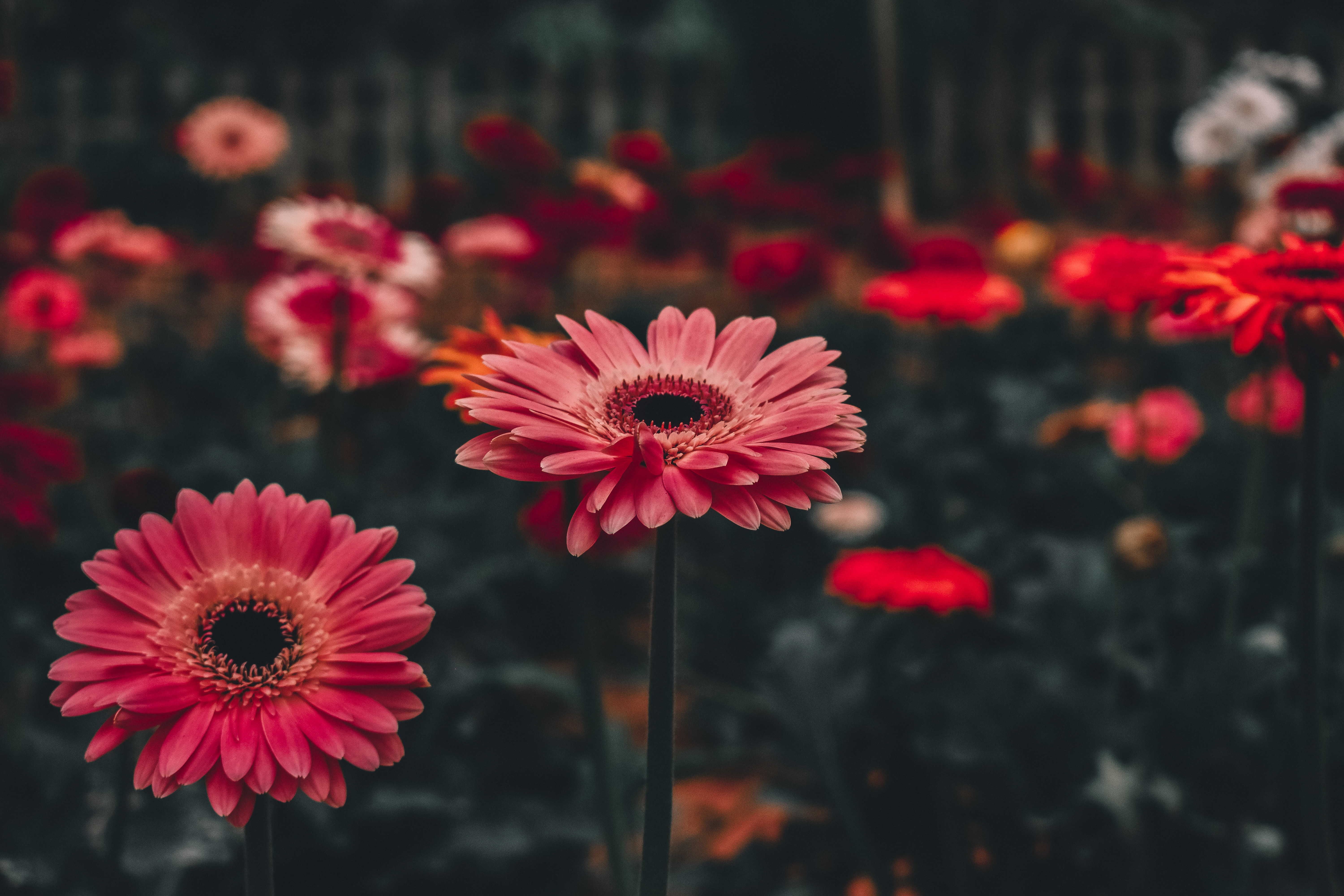 Free photo Gerbera flower