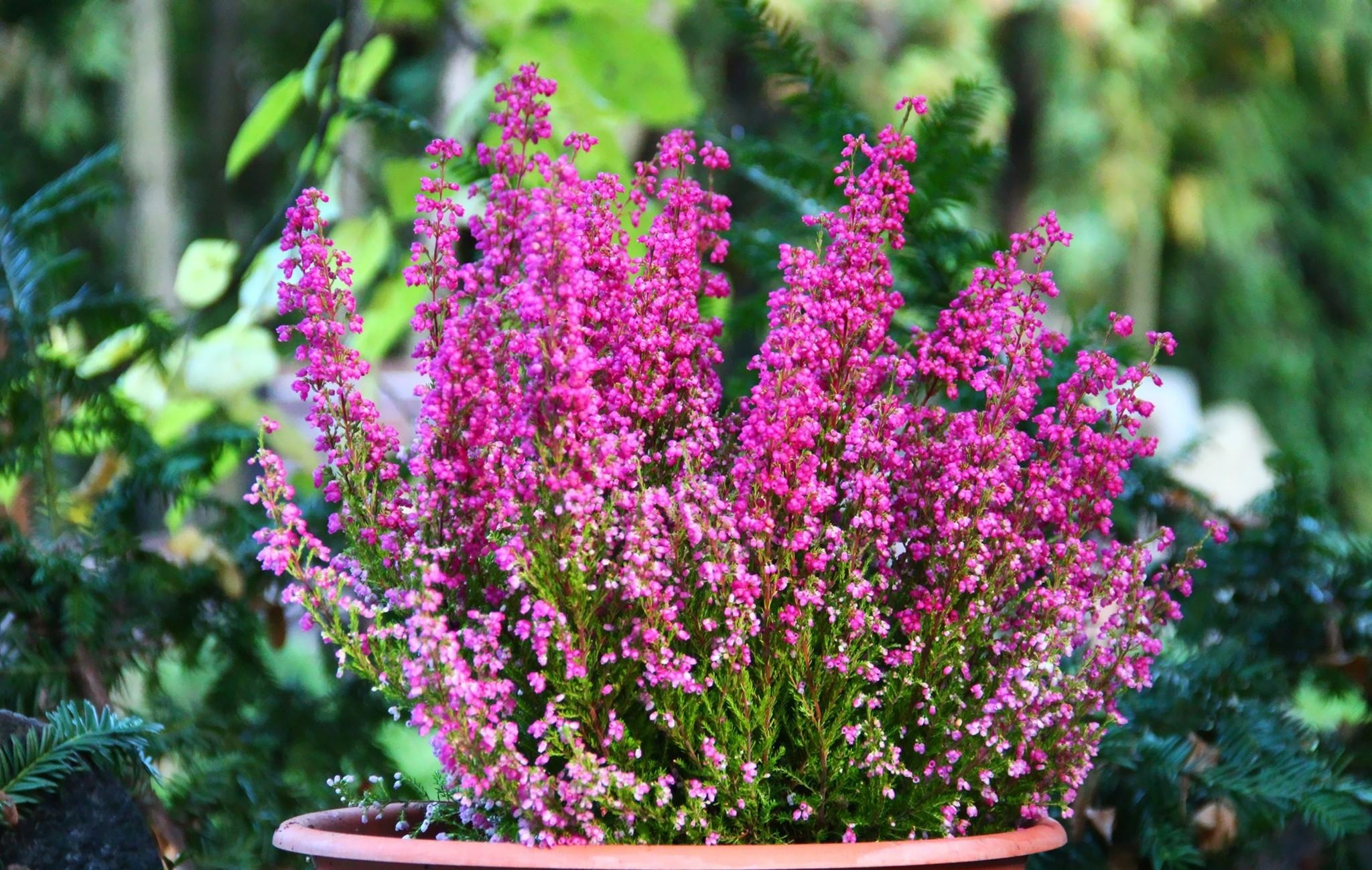 Wallpapers heather flowers pots on the desktop