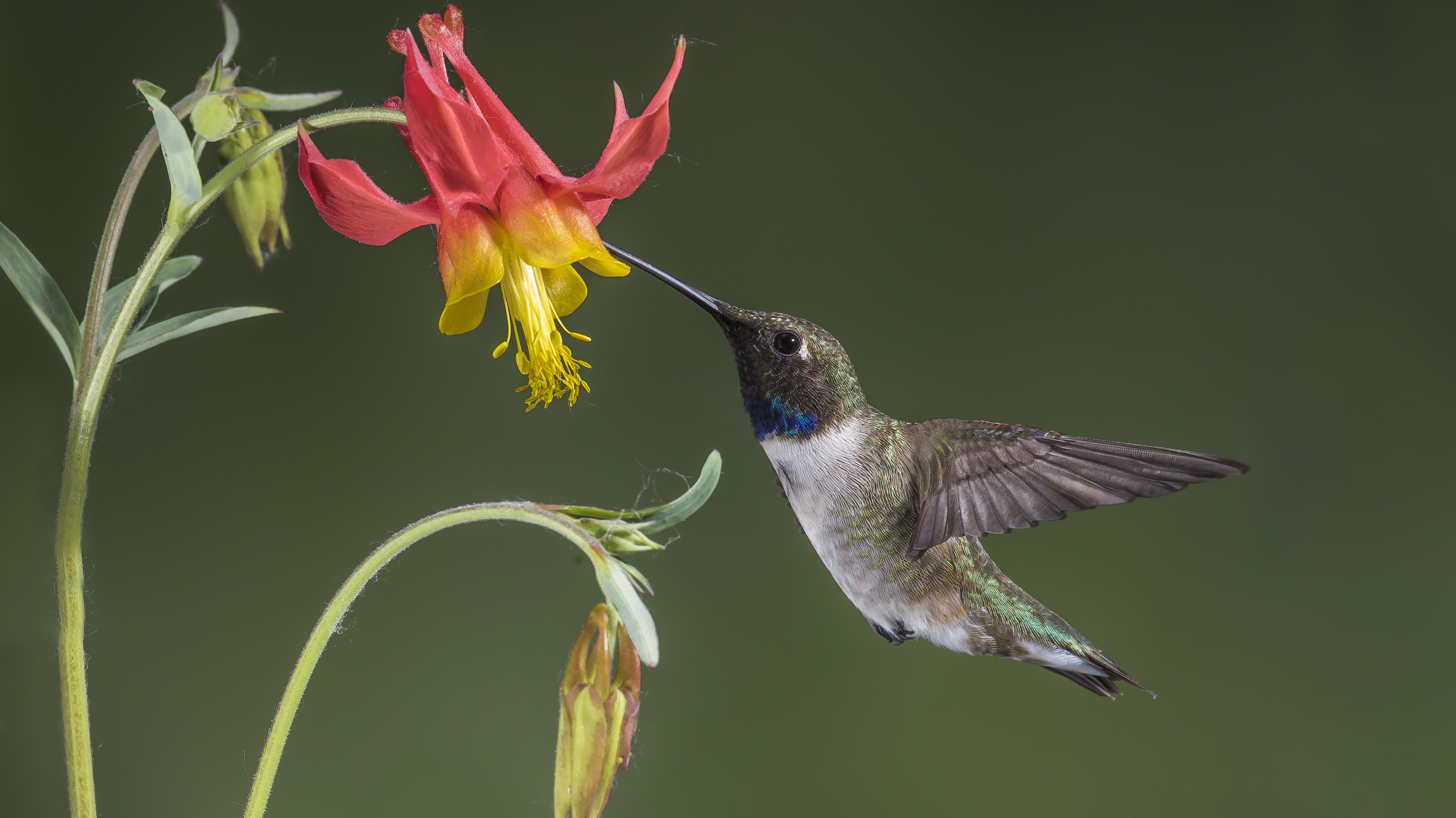A hummingbird eats nectar from a flower with its long beak