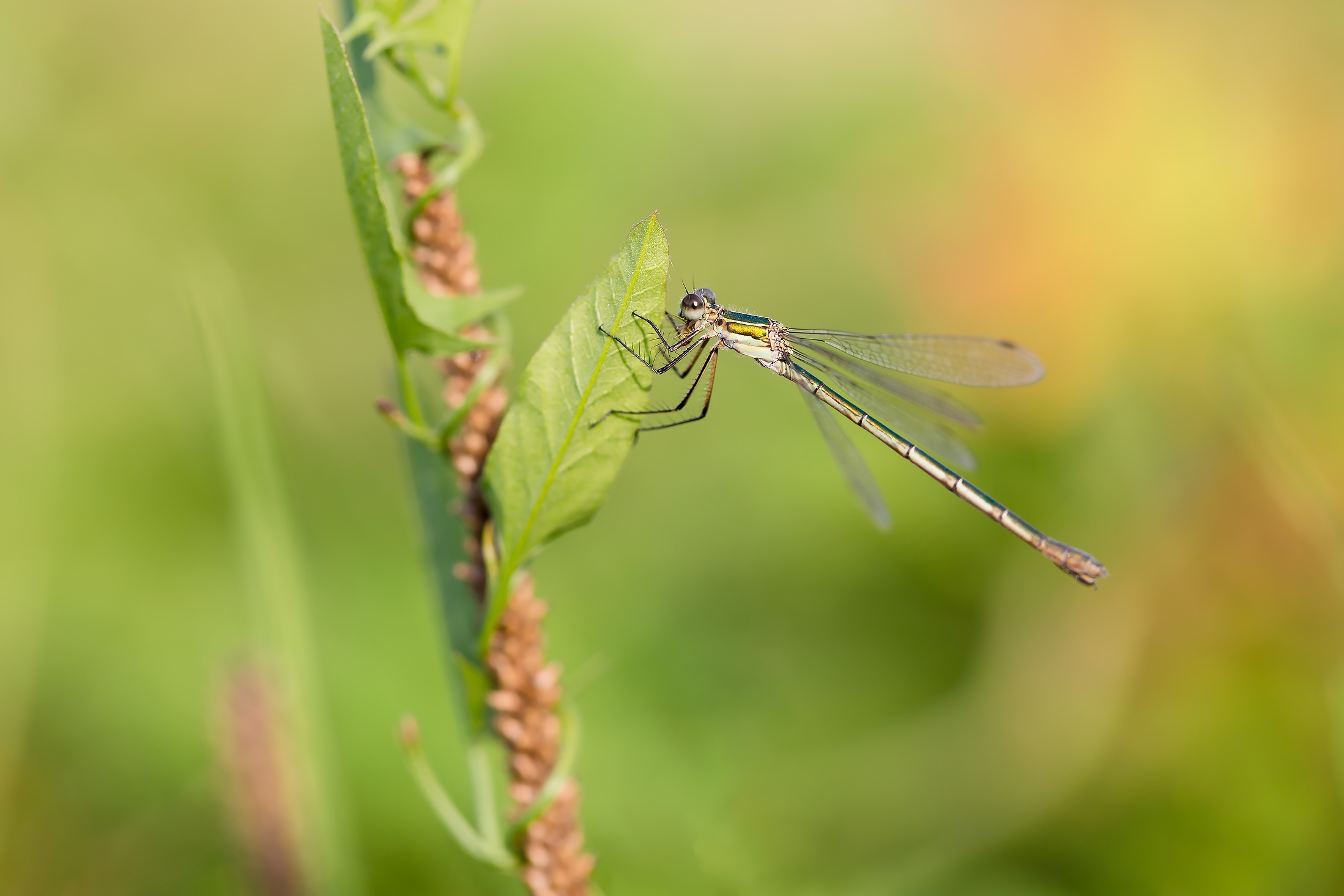 Wallpapers macro insects branch on the desktop
