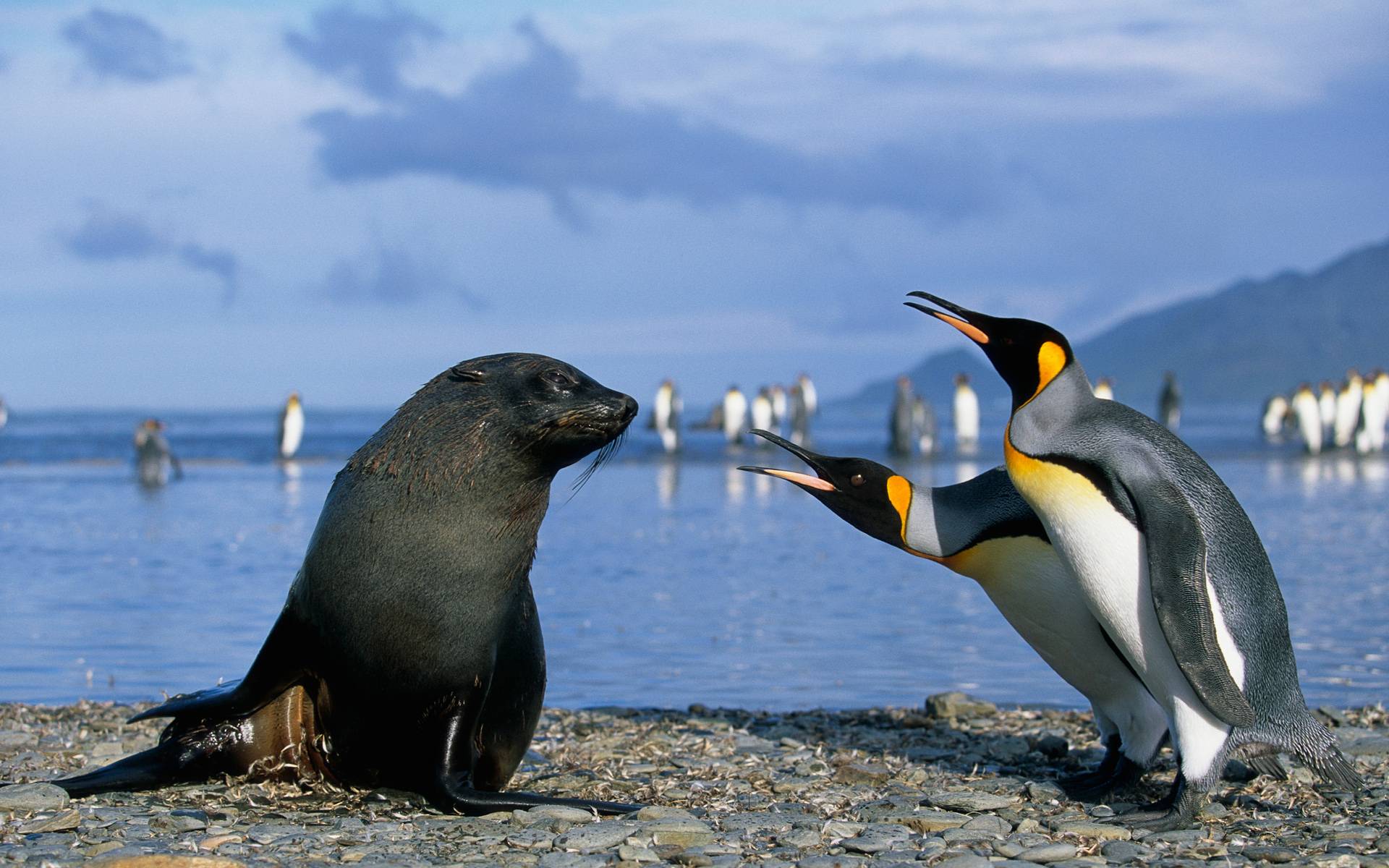 Wallpapers fur seal black snout on the desktop