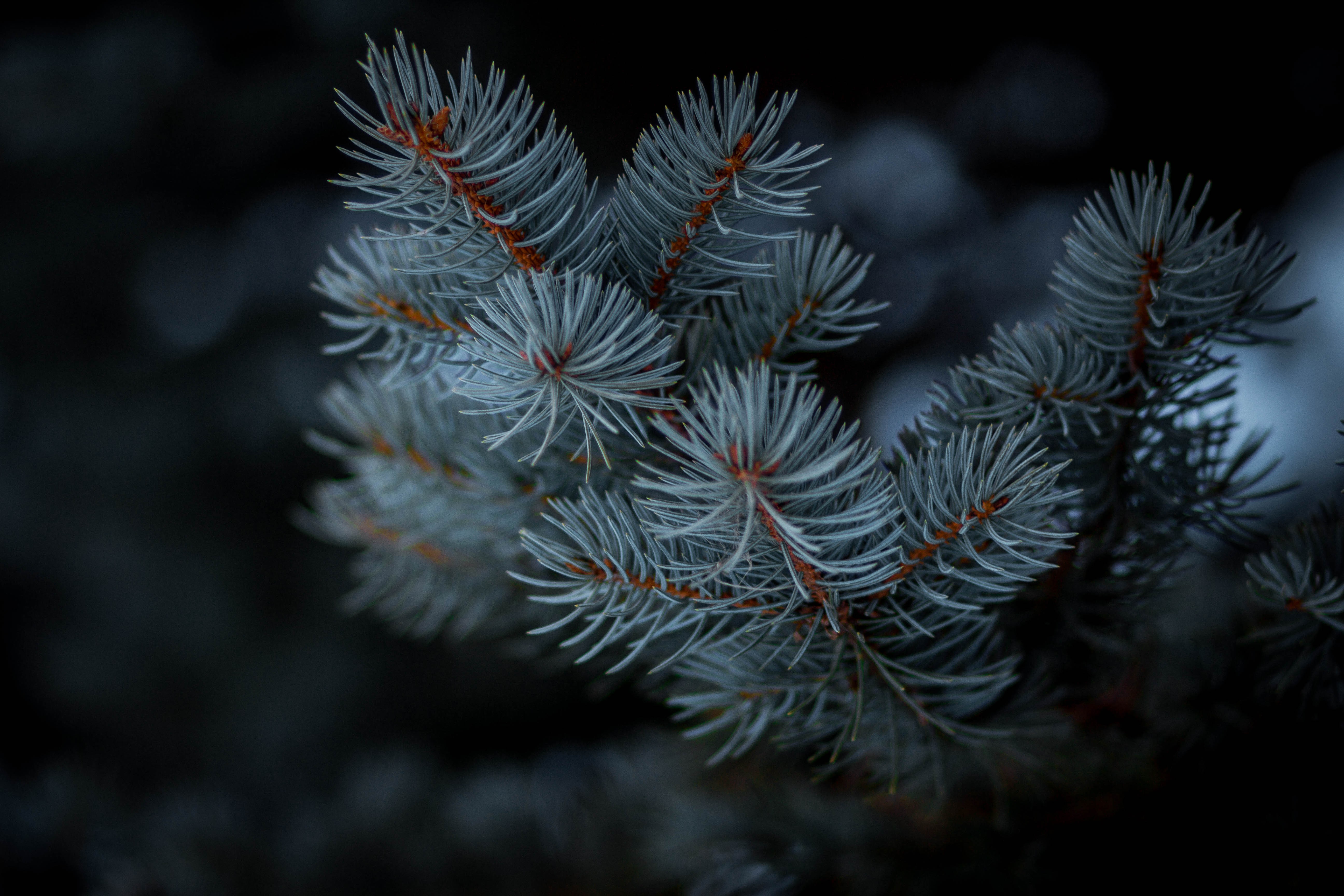Ветка хвойного дерева с инеем на иголках на темном фоне.