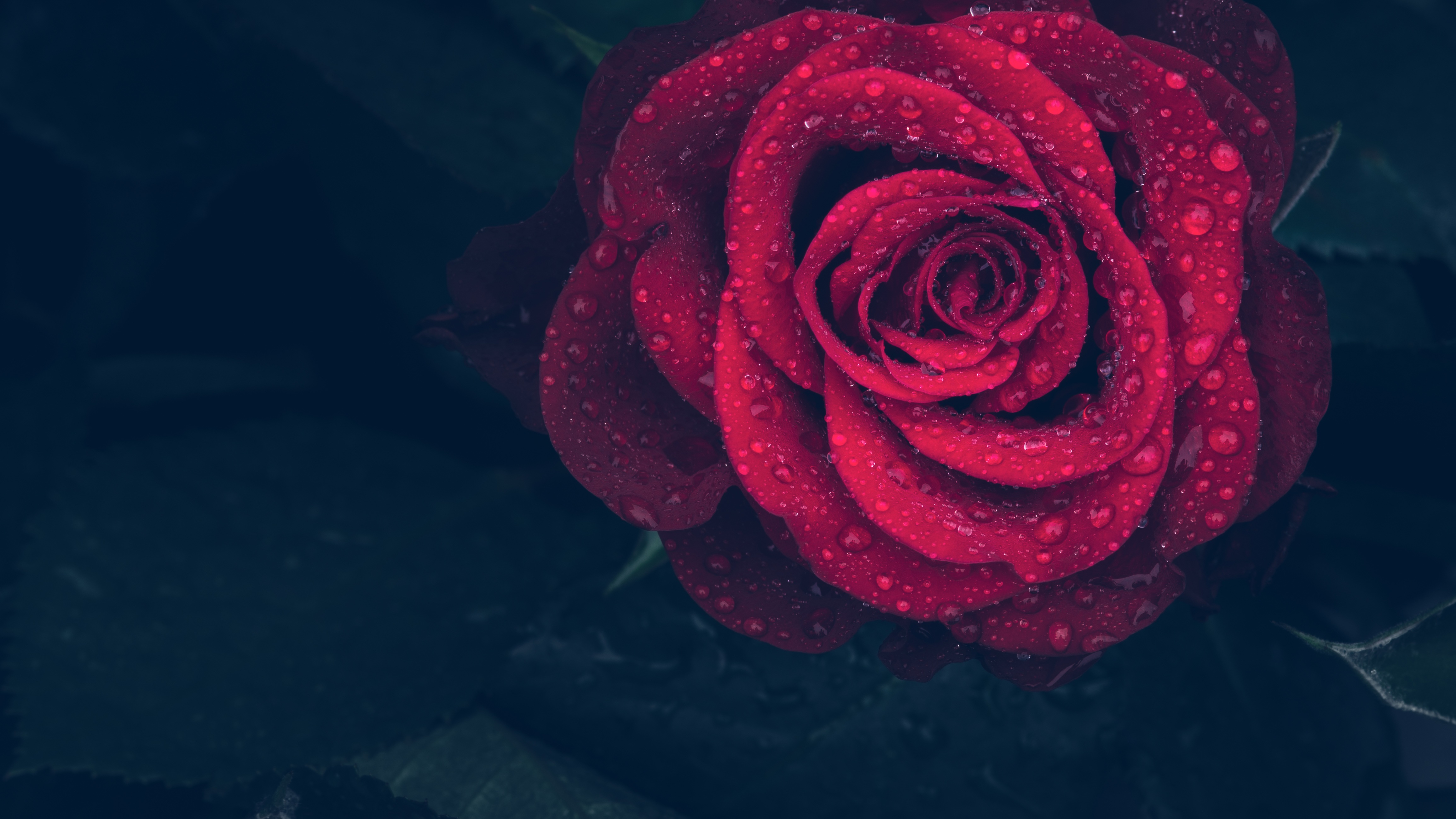 Free photo Red rose with raindrops on petals