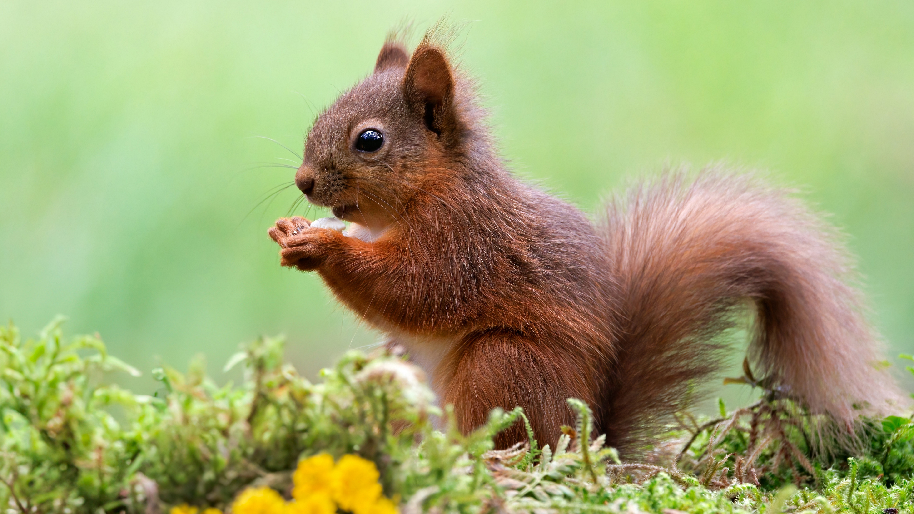 Бесплатное фото Маленькая белка ест орехи