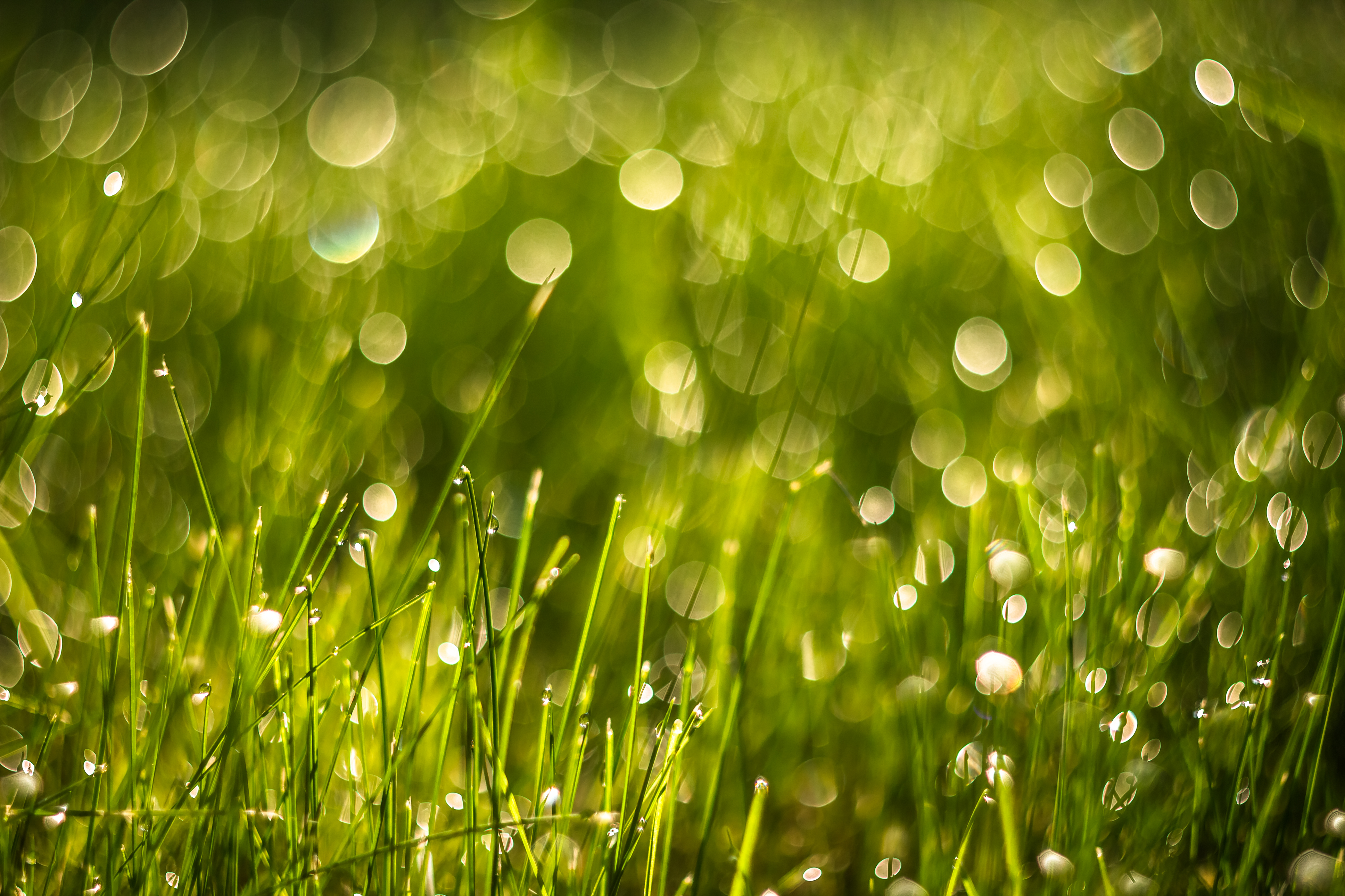 Wallpapers sun light water grass on the desktop