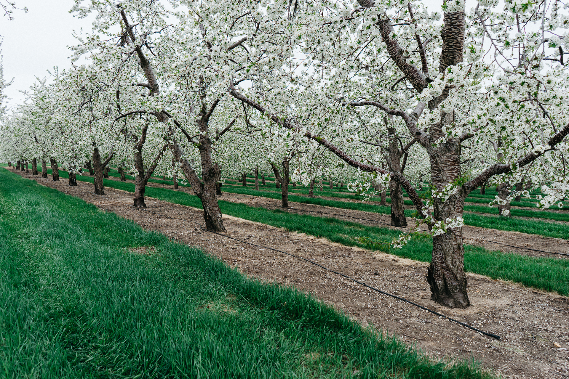 Free photo Alley with white flowering trees