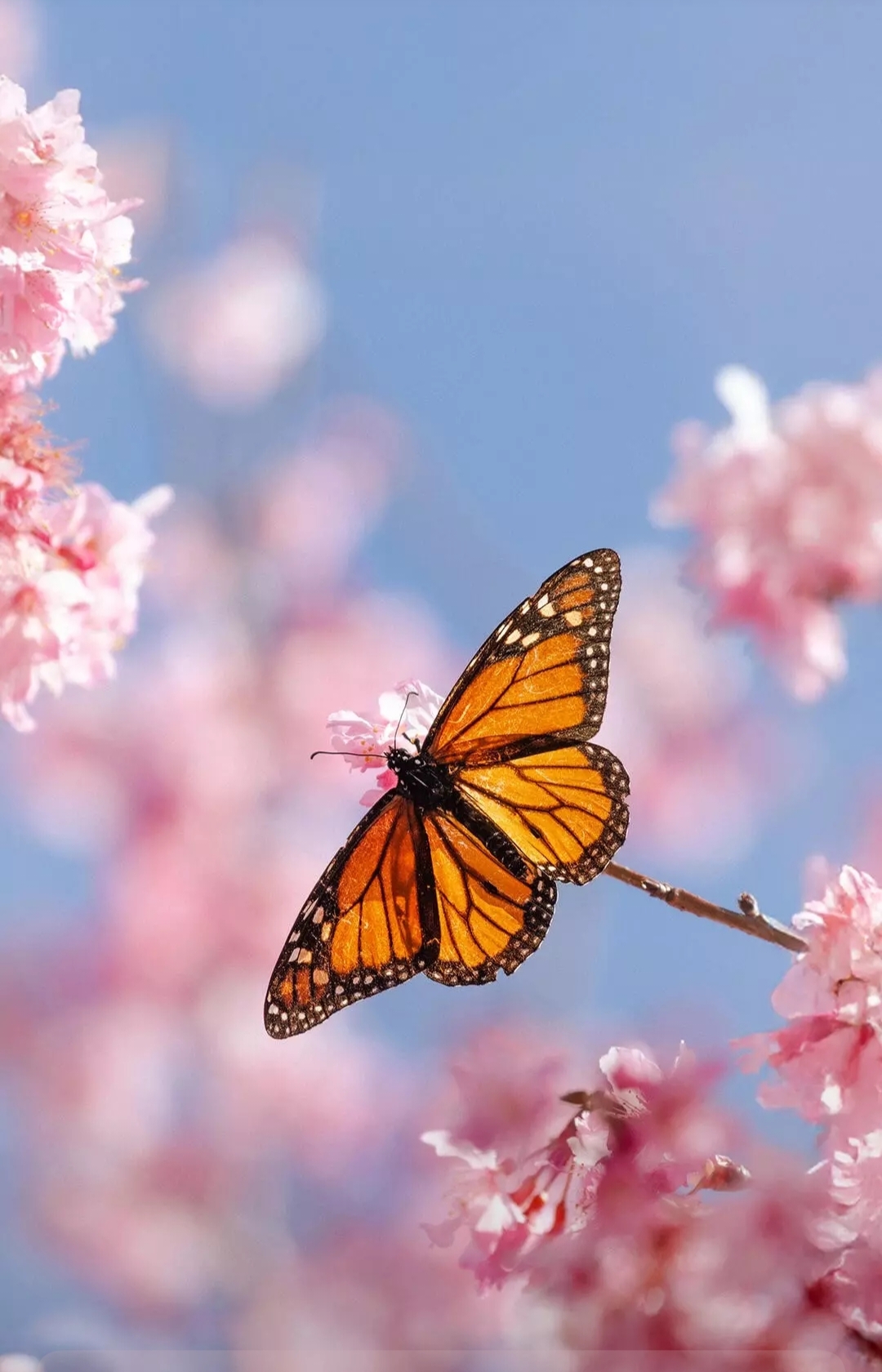 Free photo A monarch butterfly resting on a cherry blossom branch