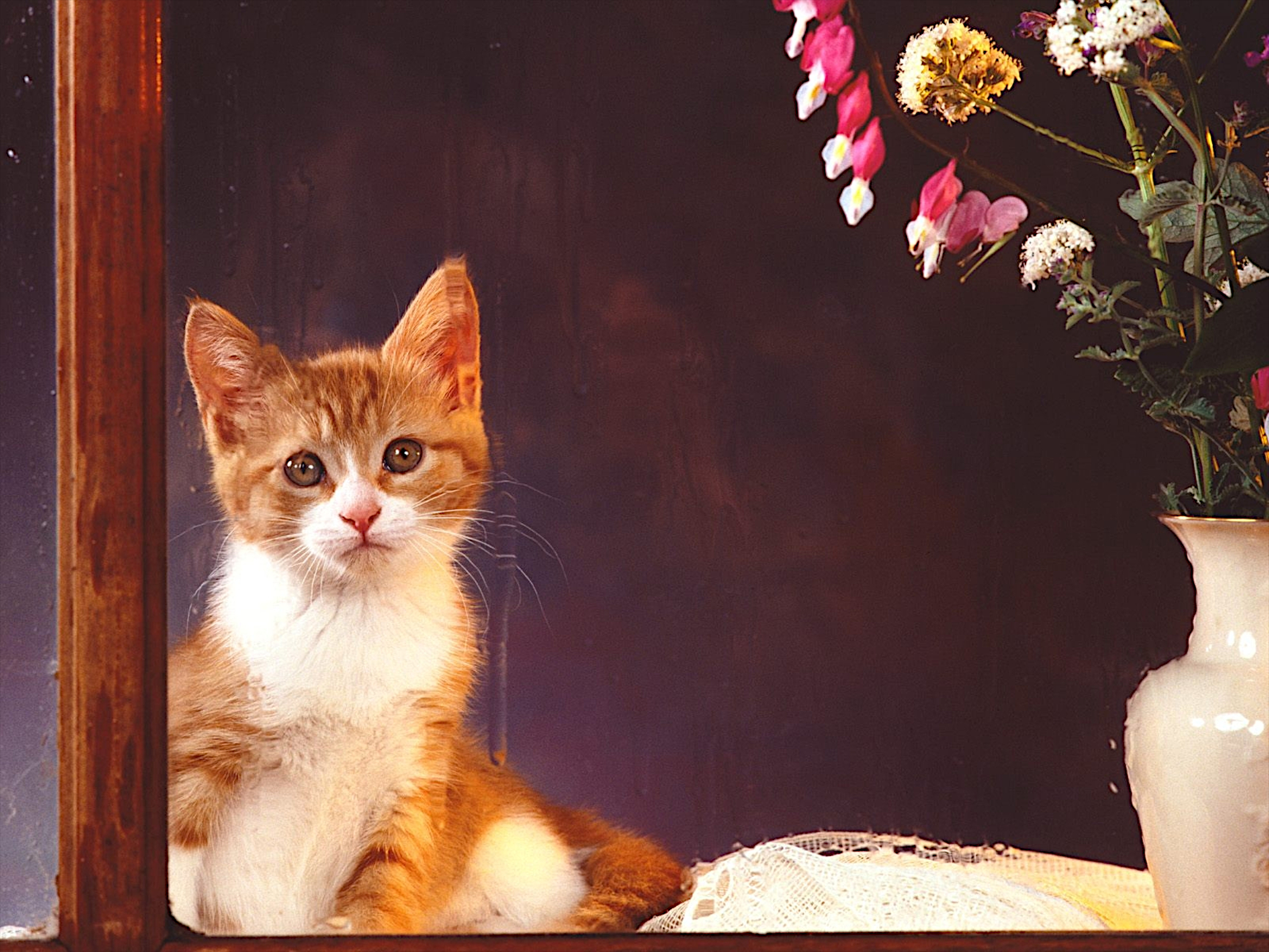 桌面上的壁纸鲜花 小猫 动物