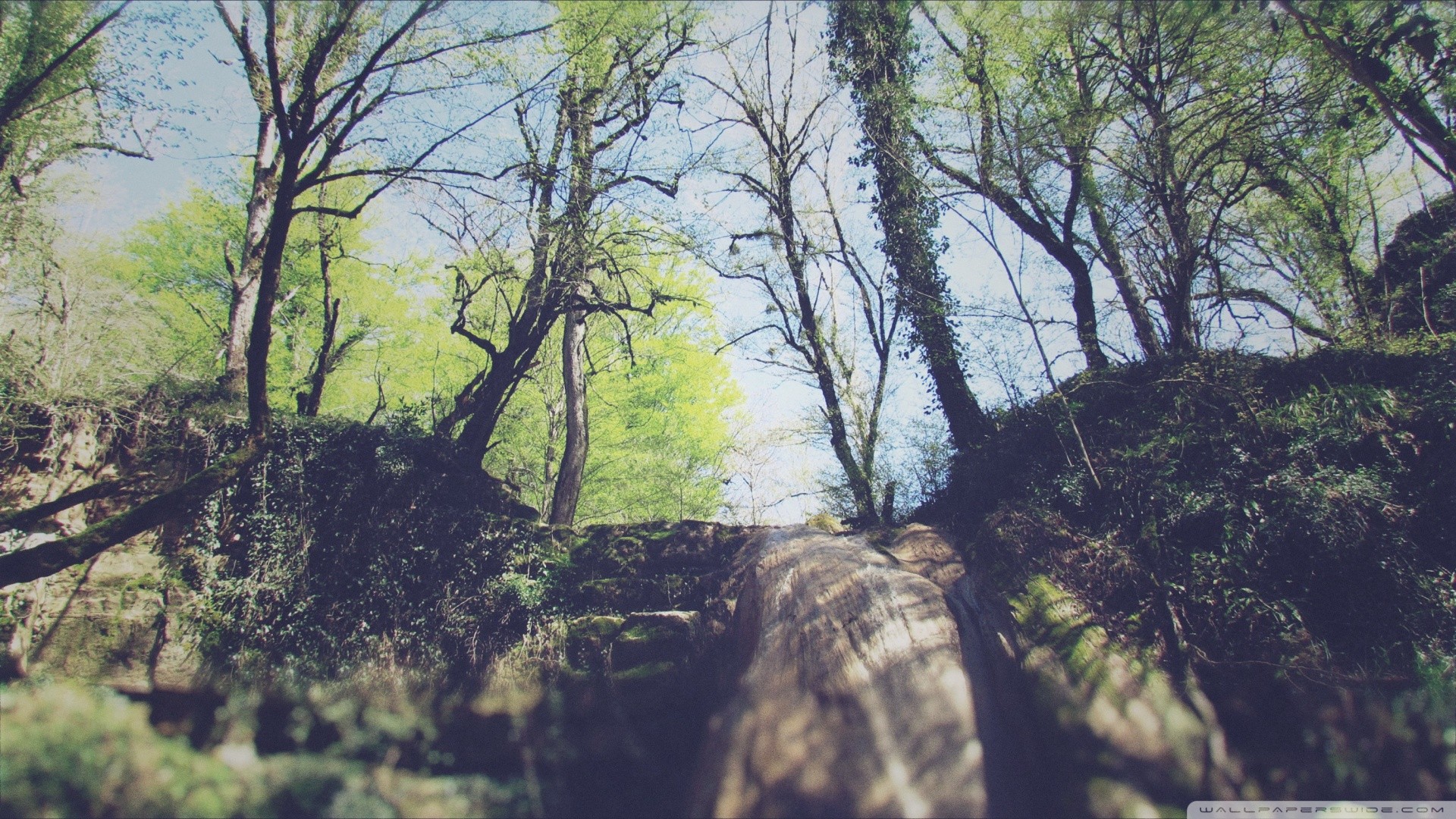 Обои лес природа ветвь на рабочий стол