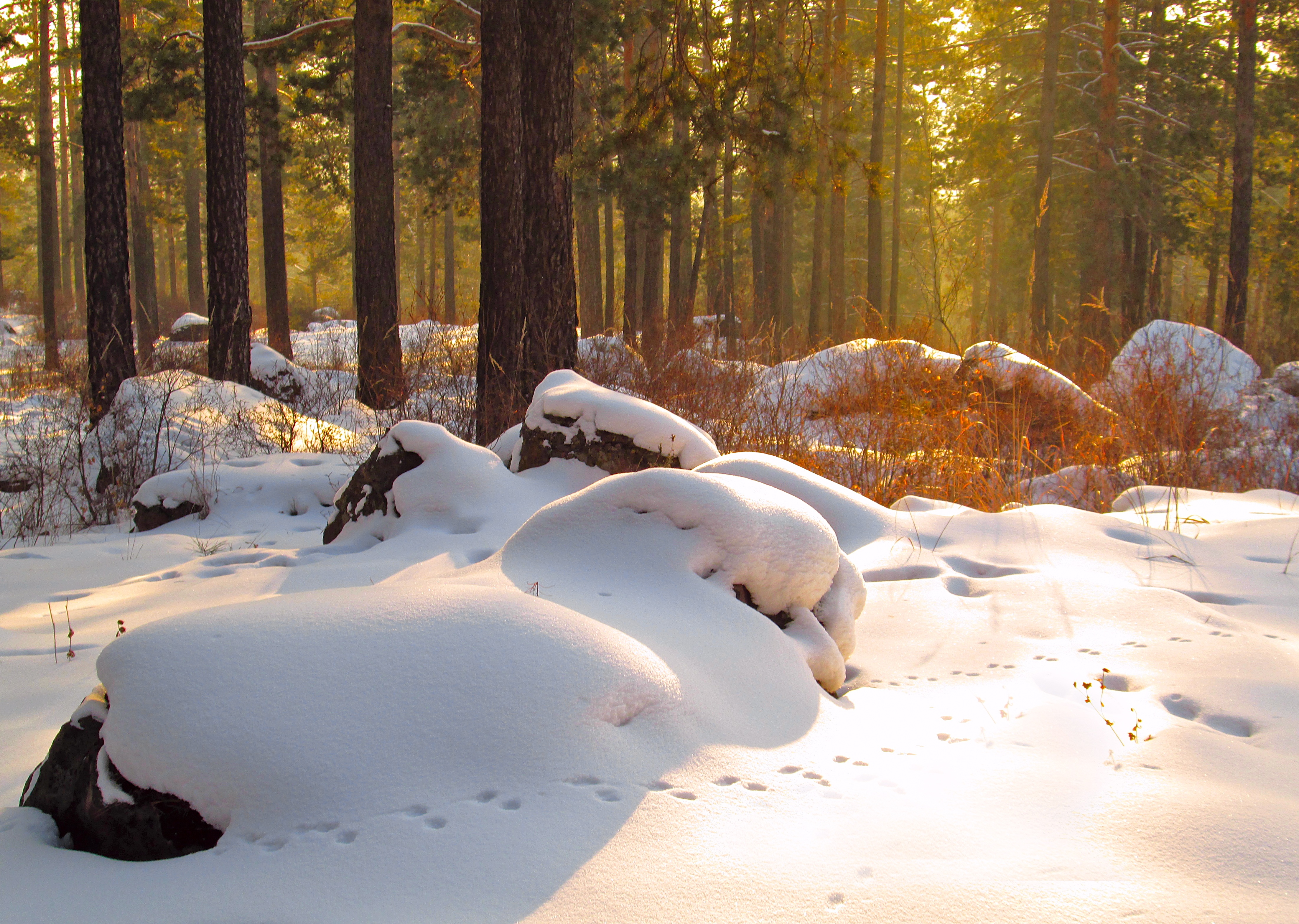 Free photo Snow drifts on rocks in a coniferous forest