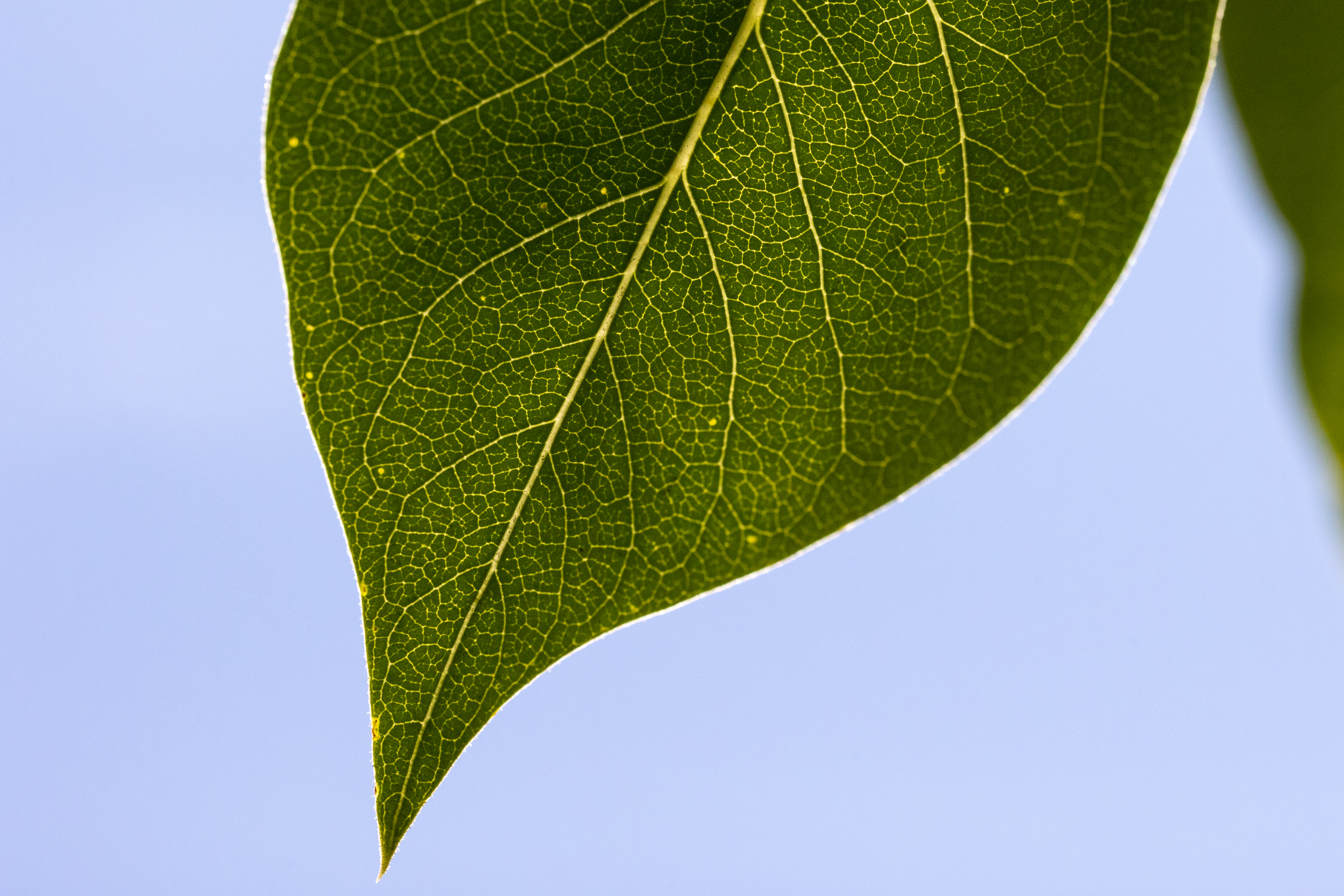 Обои макро лист текстура на рабочий стол