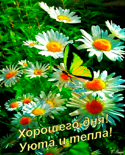Postcard on the theme morning wish positive mood animation butterfly download for free