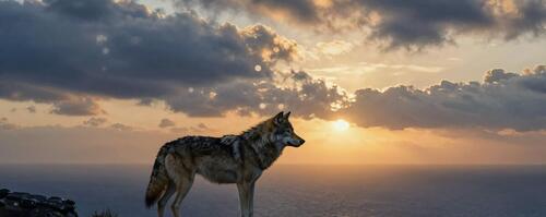 Бесплатное фото Одинокий волк на скалистом утесе смотрит на закат