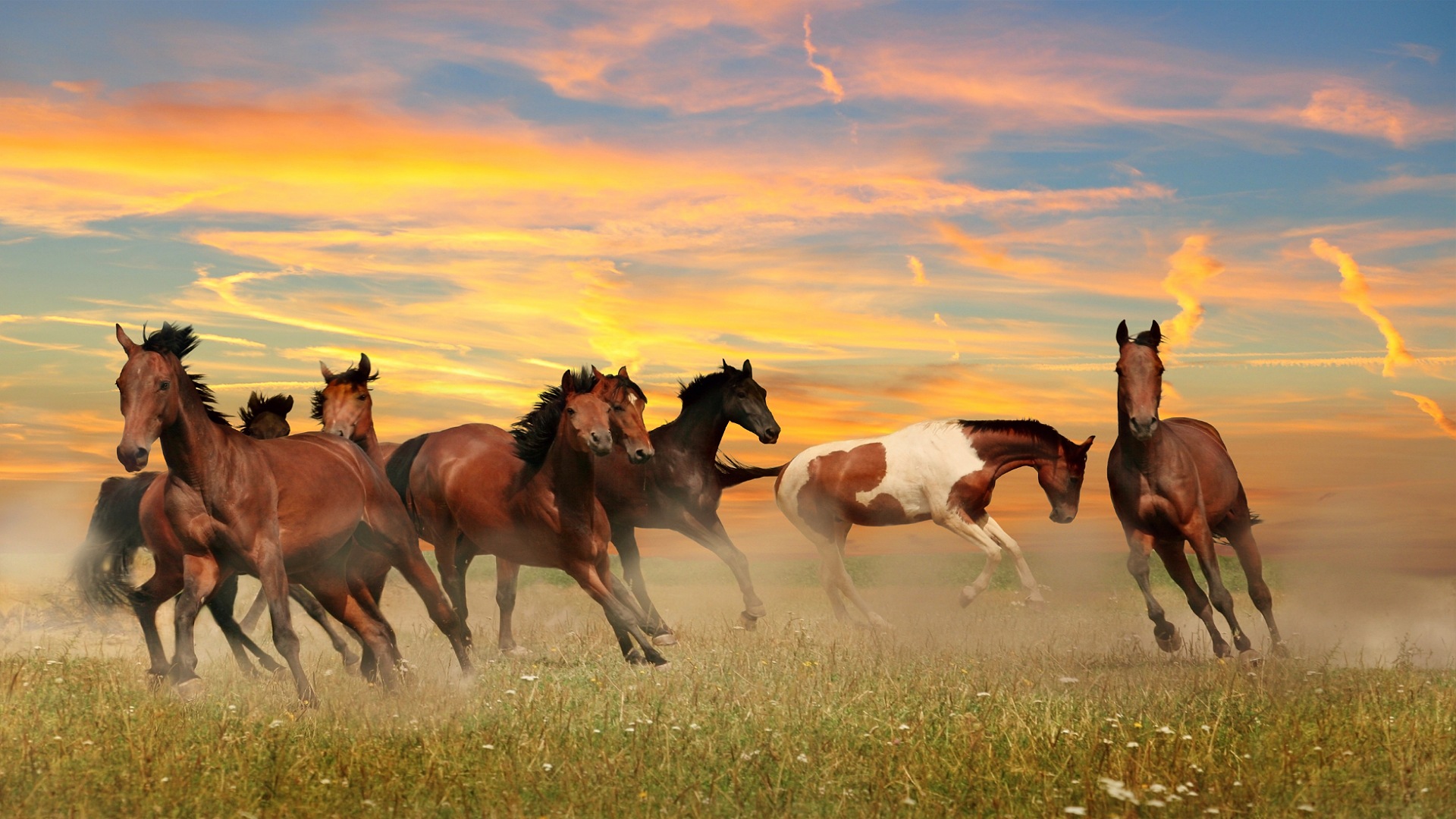 Horses in the wild