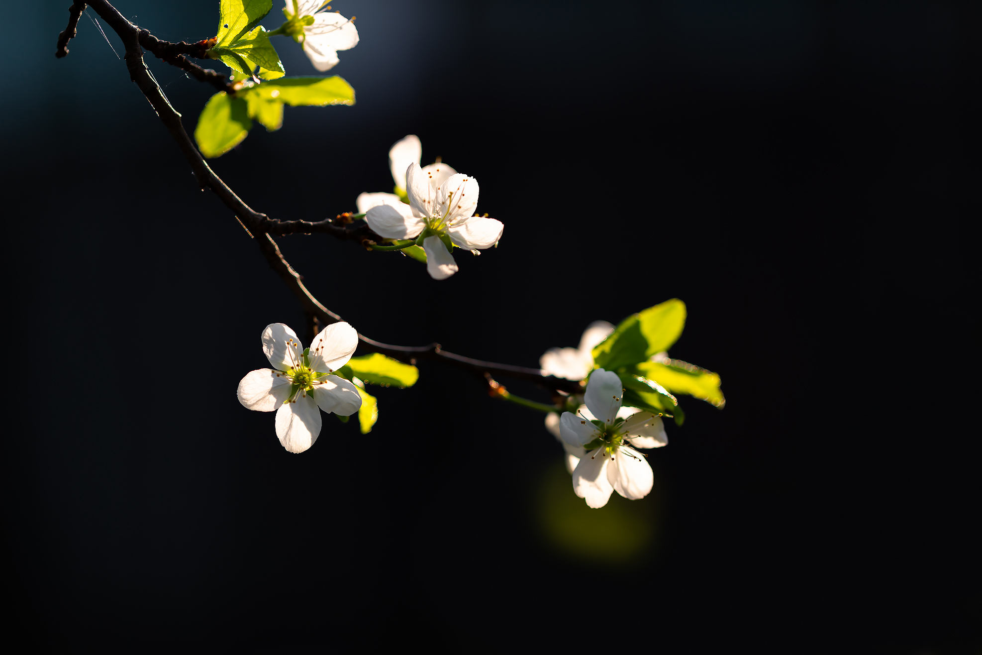 Free photo Cherry branch in the spring