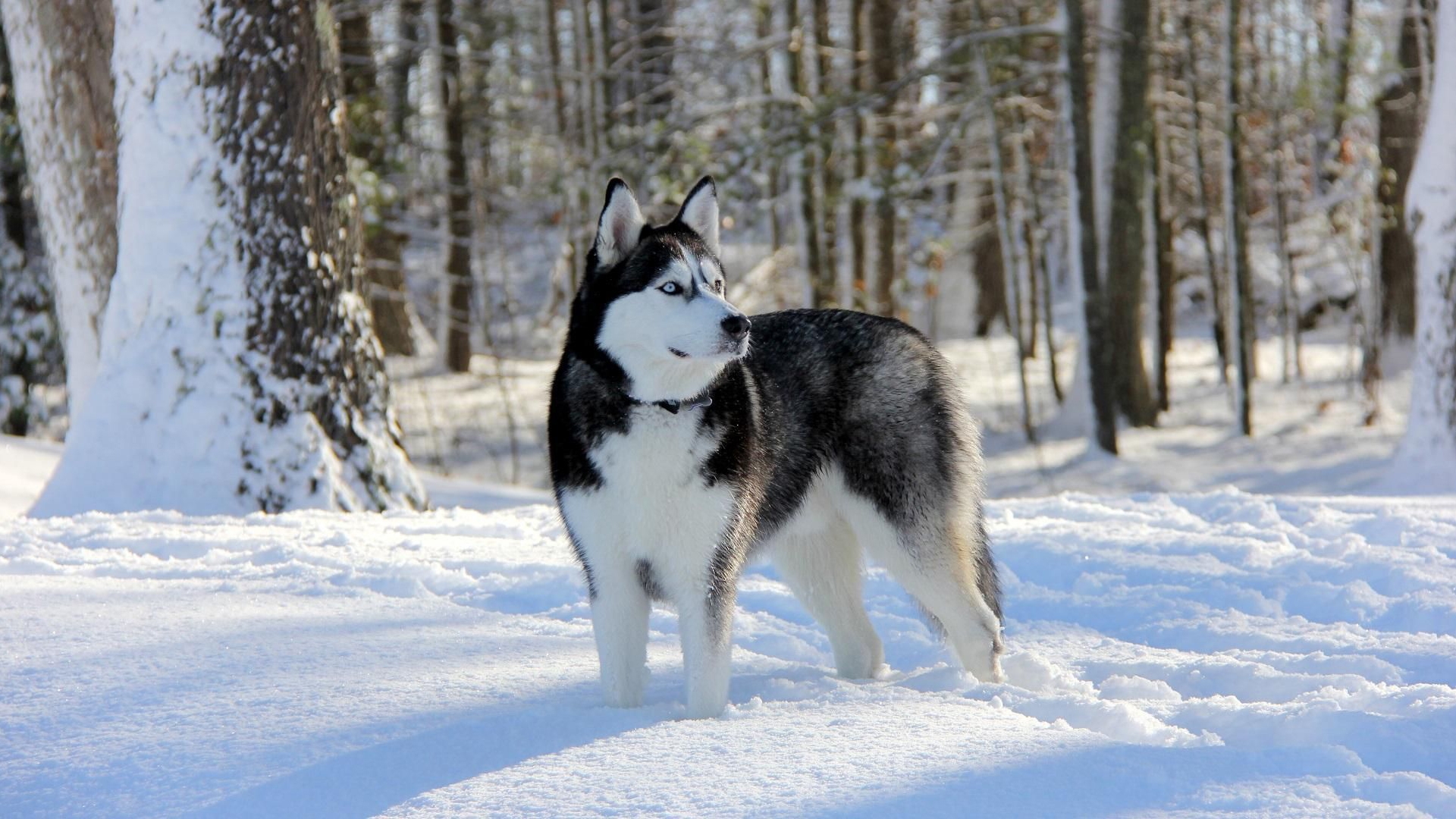 Wallpapers winter wallpaper siberian husky snow on the desktop