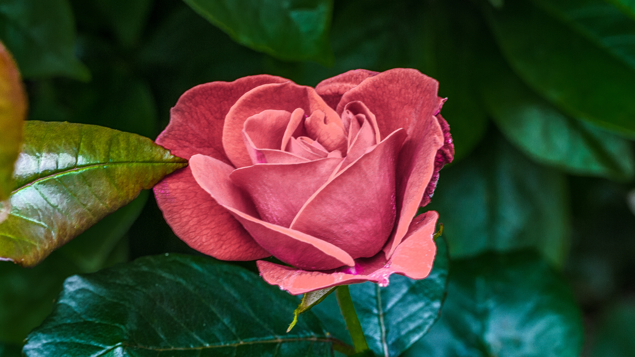 桌面上的壁纸粉红花蕾 玫瑰 花