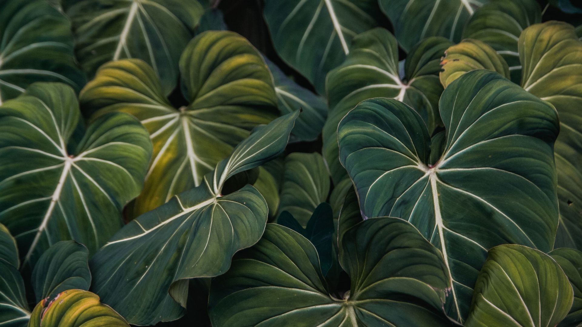 Wallpapers green leaves wallpaper big green leaves flowers on the desktop