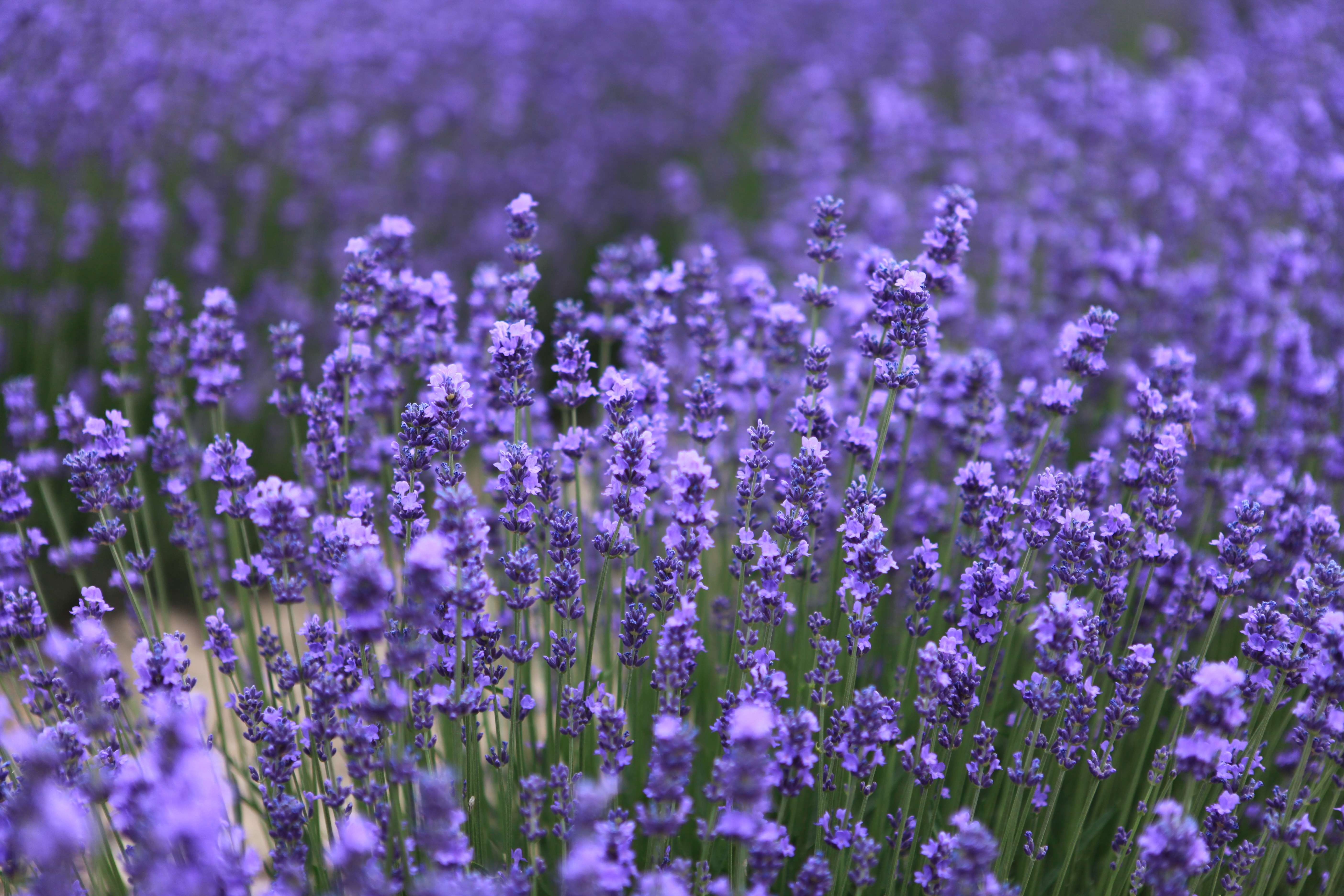 Wallpapers plant field meadow on the desktop