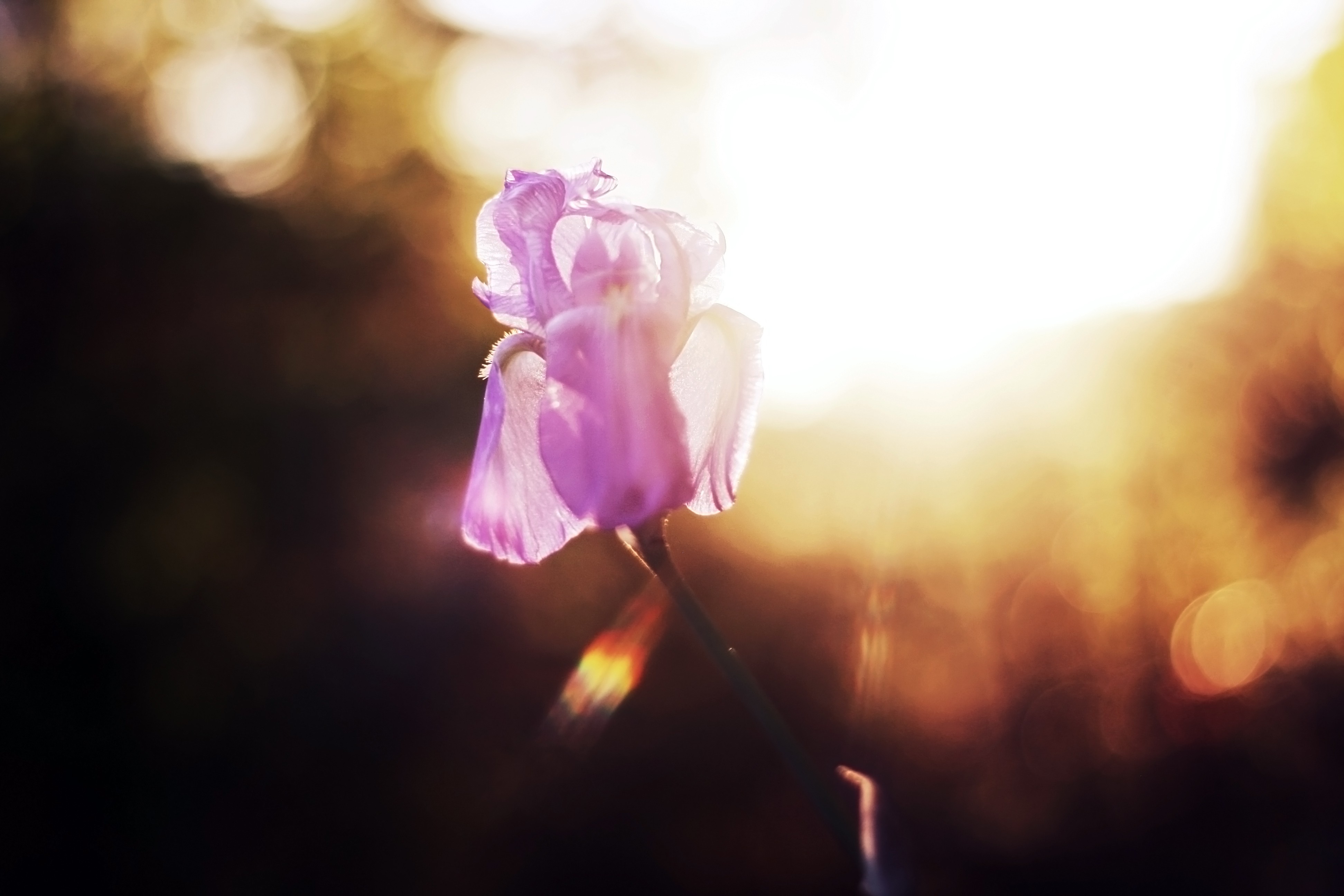 Обои солнечный свет цветы небо на рабочий стол