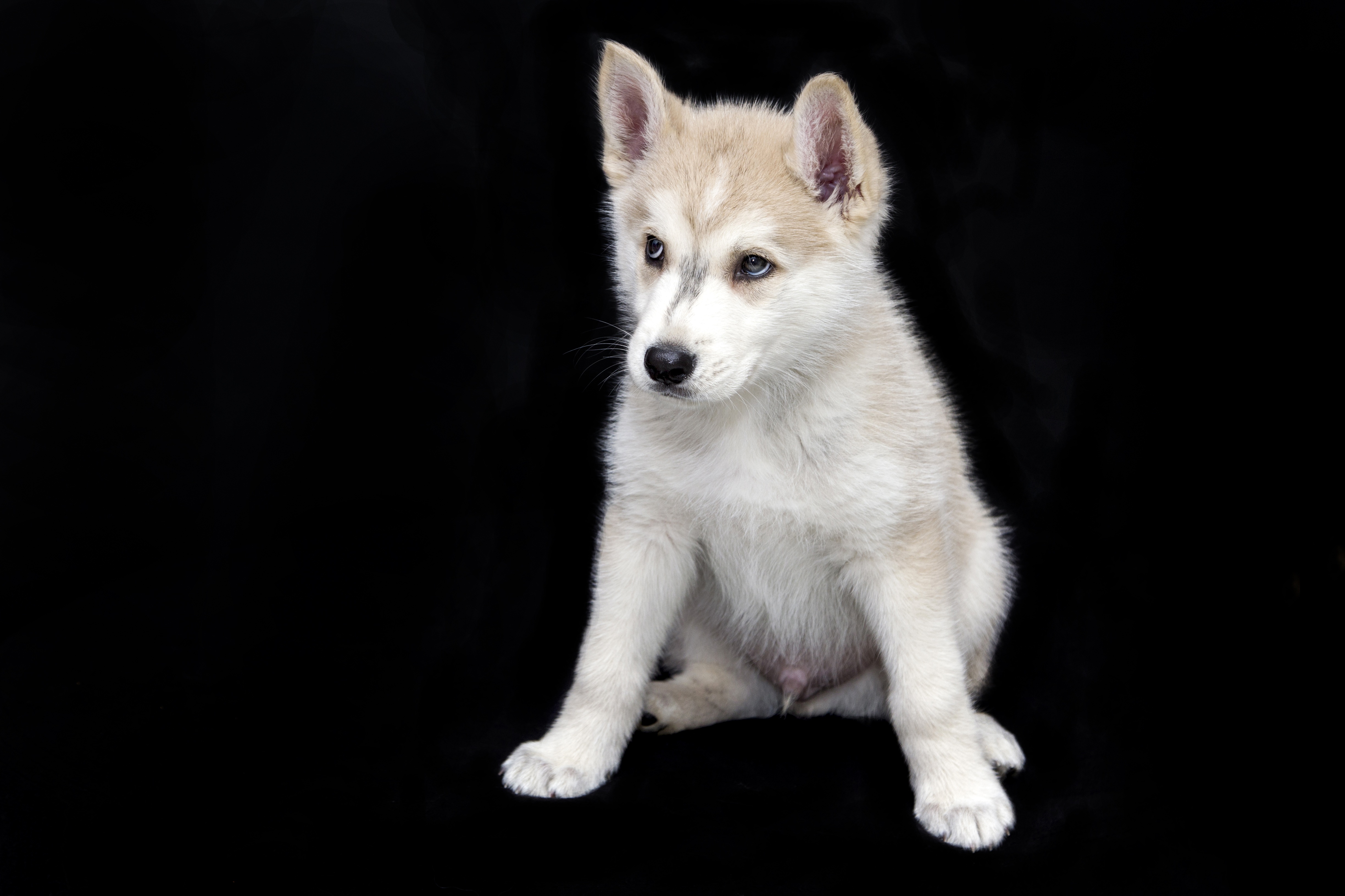 桌面上的壁纸甜味 幼犬 狗