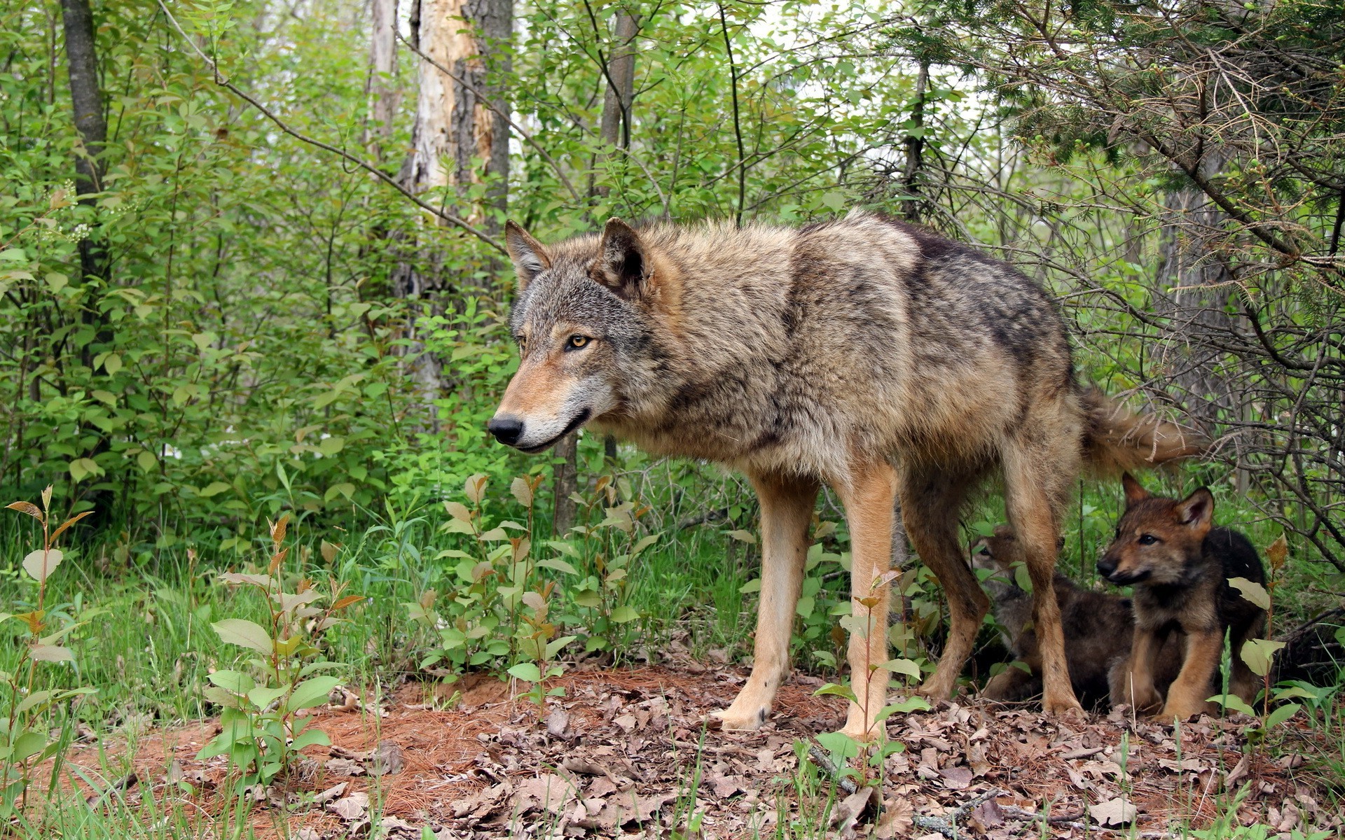 Одинокий волк