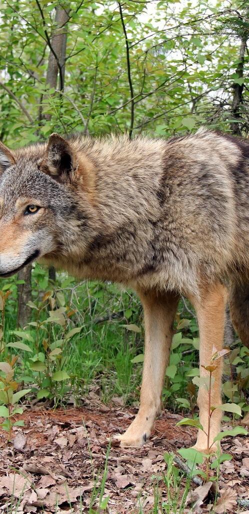 Бесплатное фото Одинокий волк