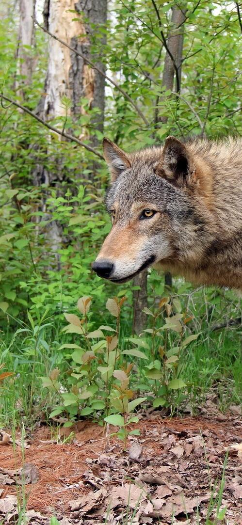 Бесплатное фото Одинокий волк