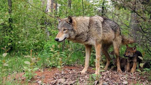 Бесплатное фото Одинокий волк