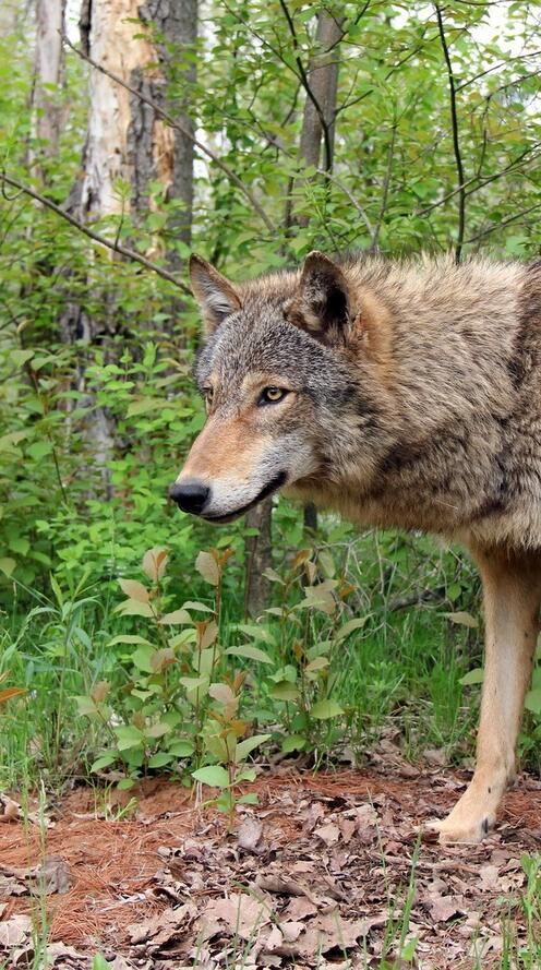 Бесплатное фото Одинокий волк