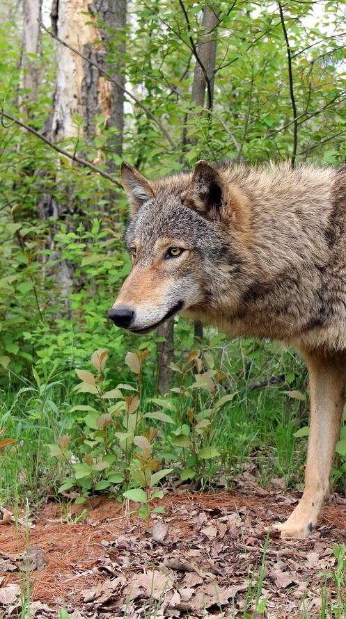 Бесплатное фото Одинокий волк