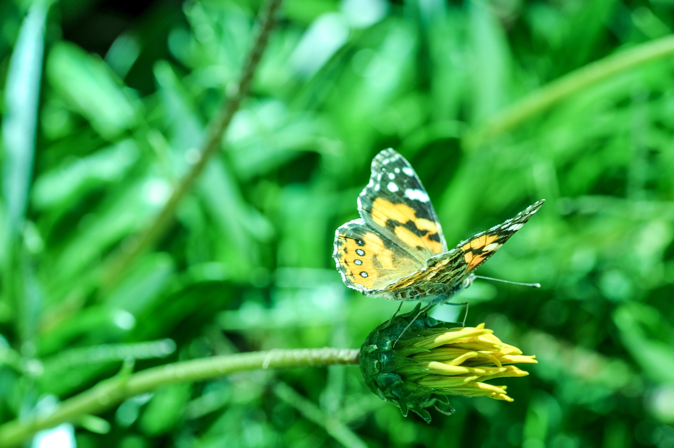 免费照片花朵上的黄色蝴蝶
