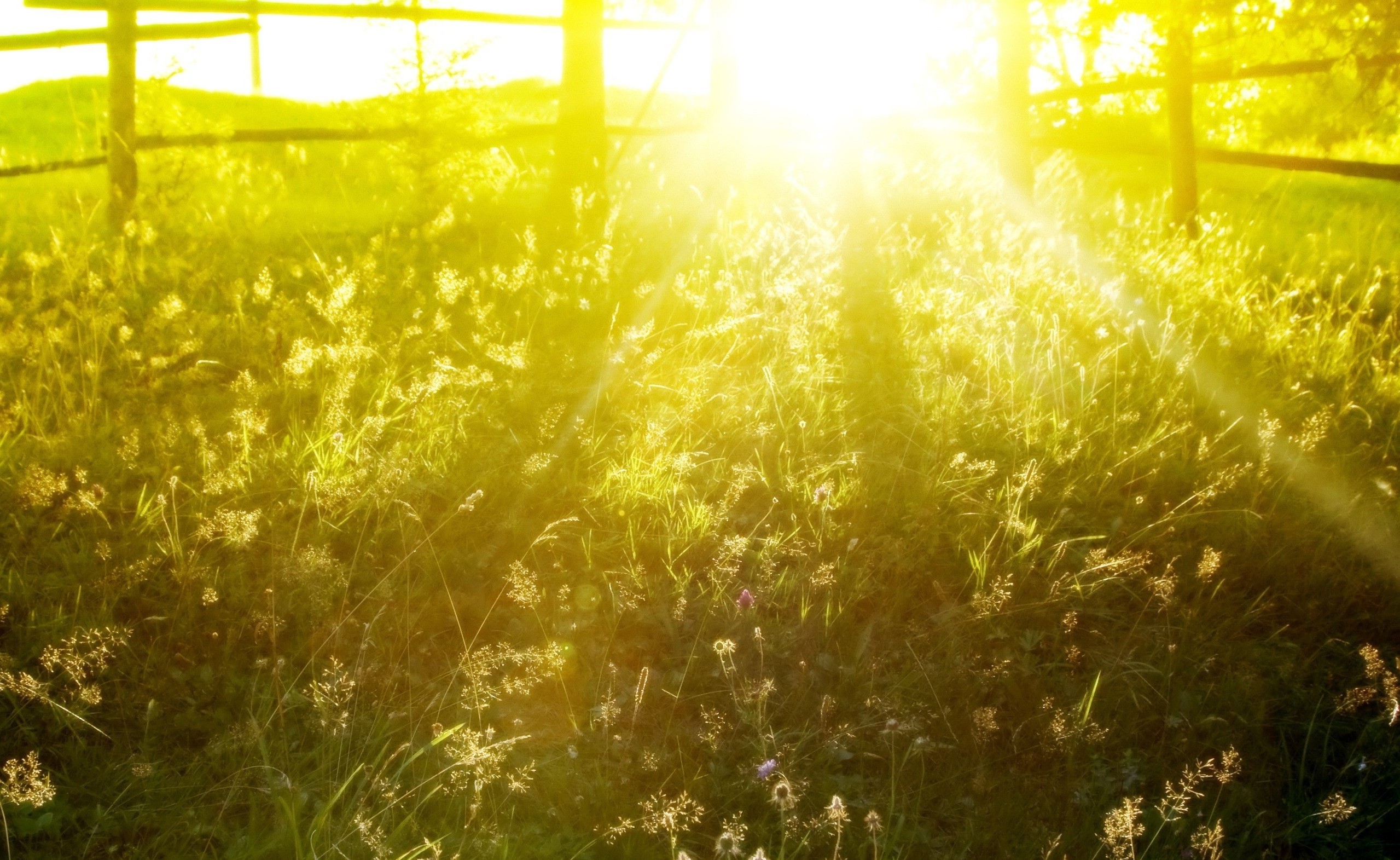Wallpapers field nature photography on the desktop