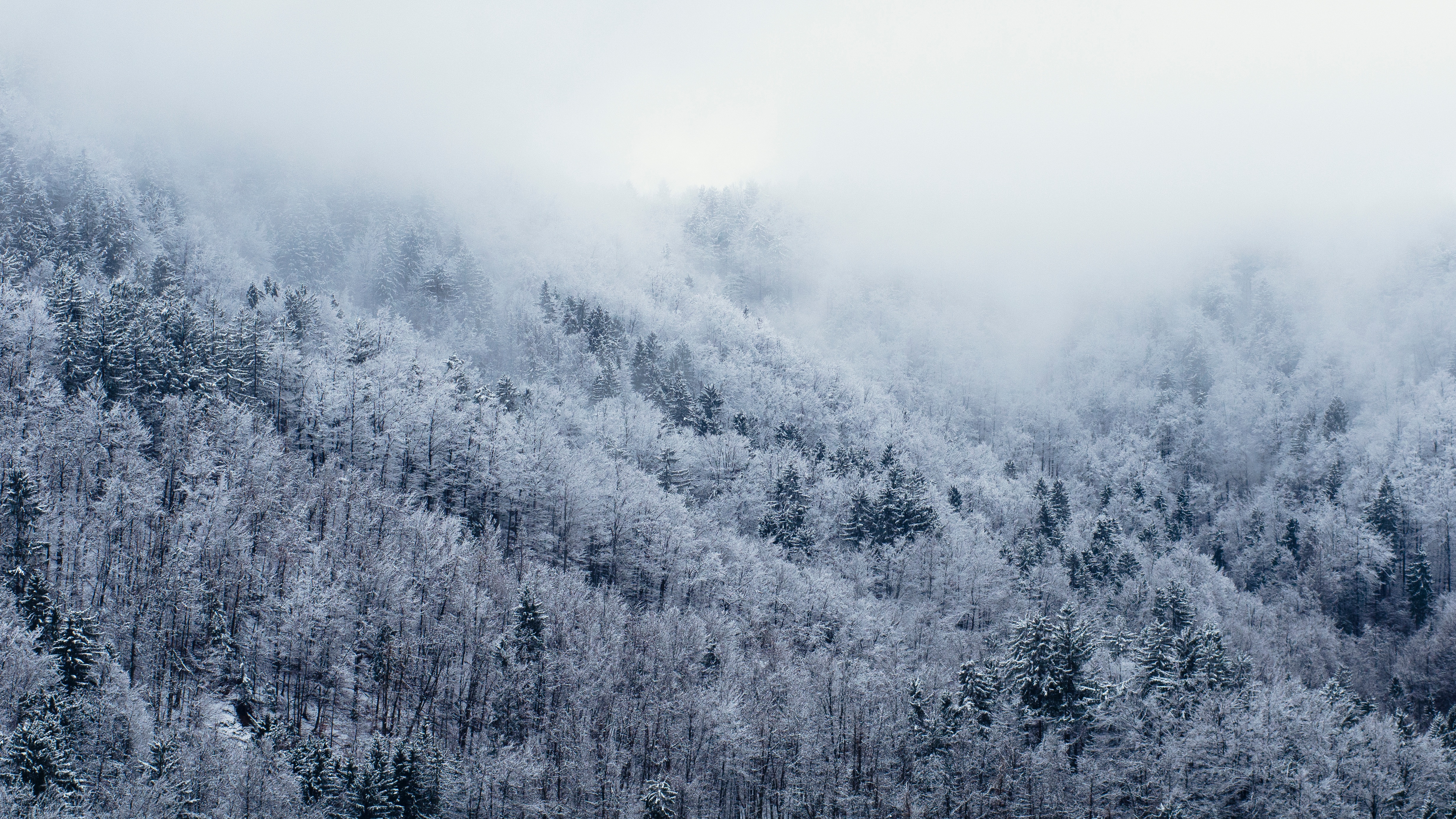 Wallpapers fog freezing winter on the desktop