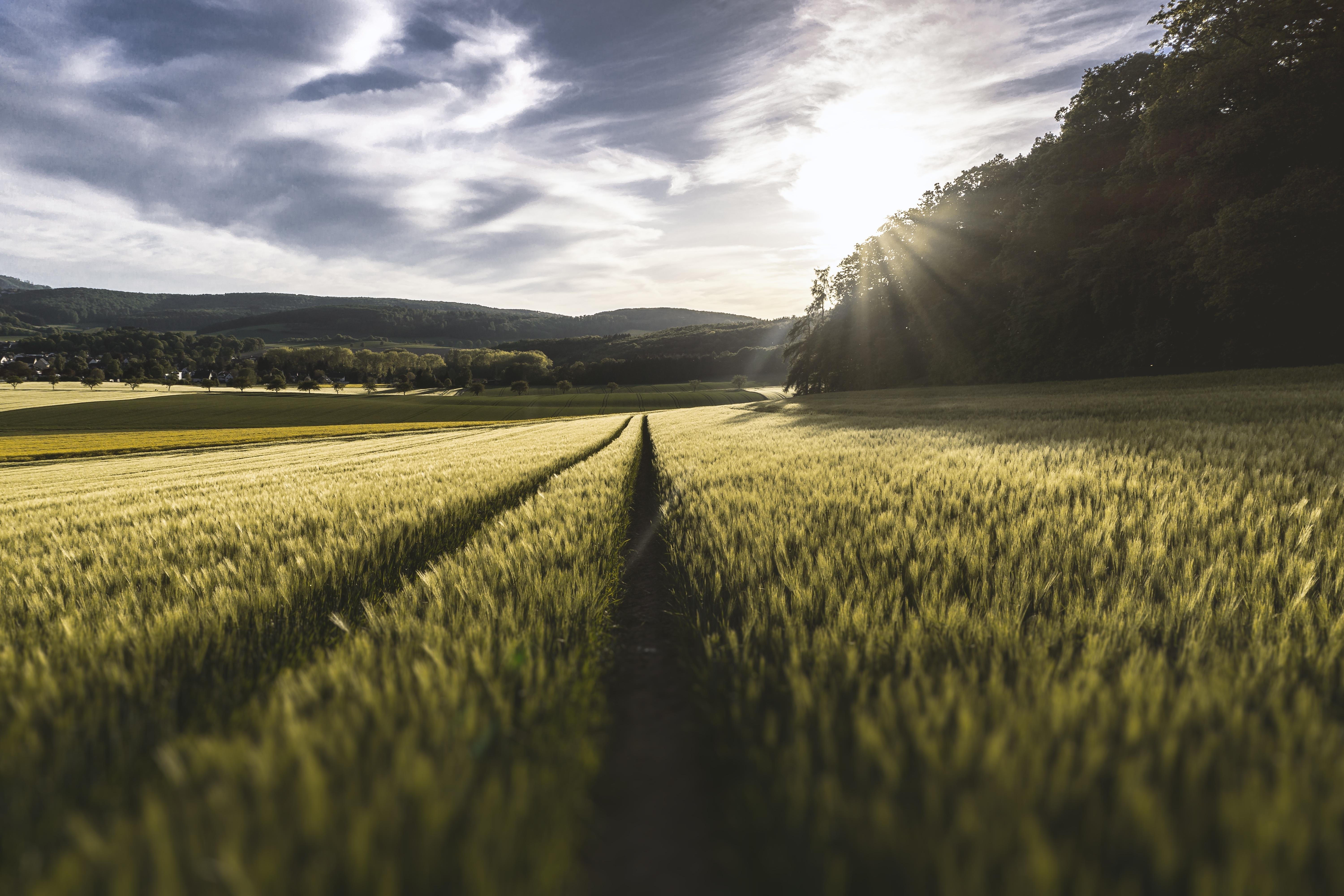 Wallpapers plant sun light landscape on the desktop