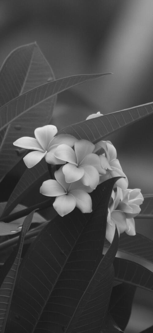 Бесплатное фото Черно-белый фон с белыми цветами