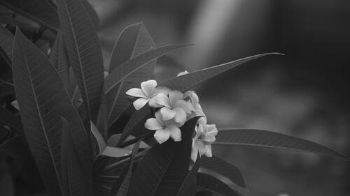 Бесплатное фото Черно-белый фон с белыми цветами