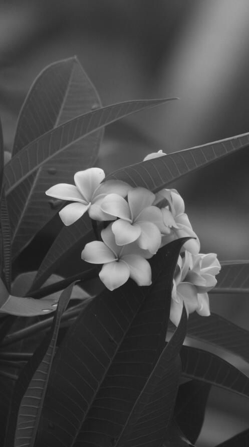 Бесплатное фото Черно-белый фон с белыми цветами