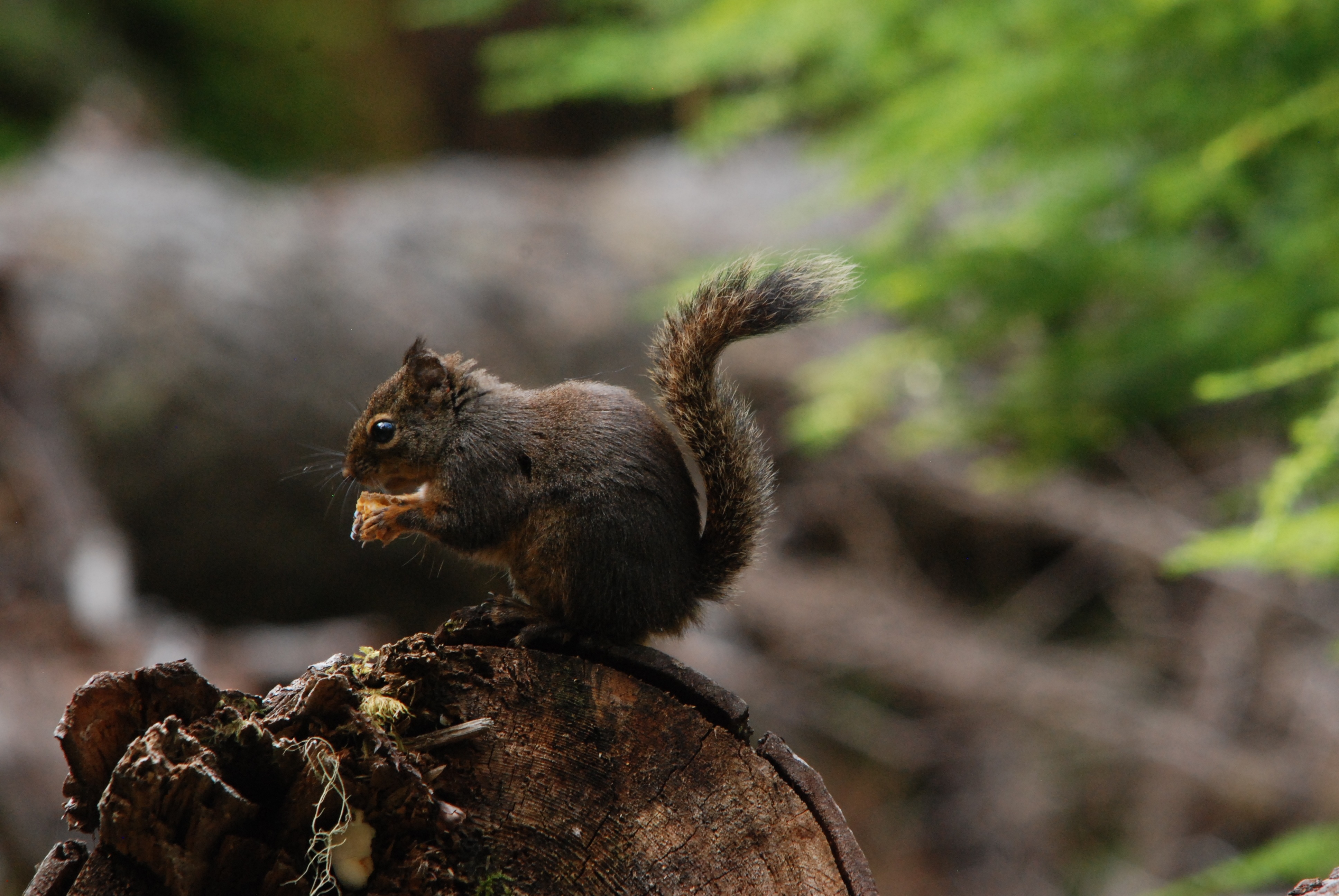 Wallpapers a tail squirrel tree on the desktop