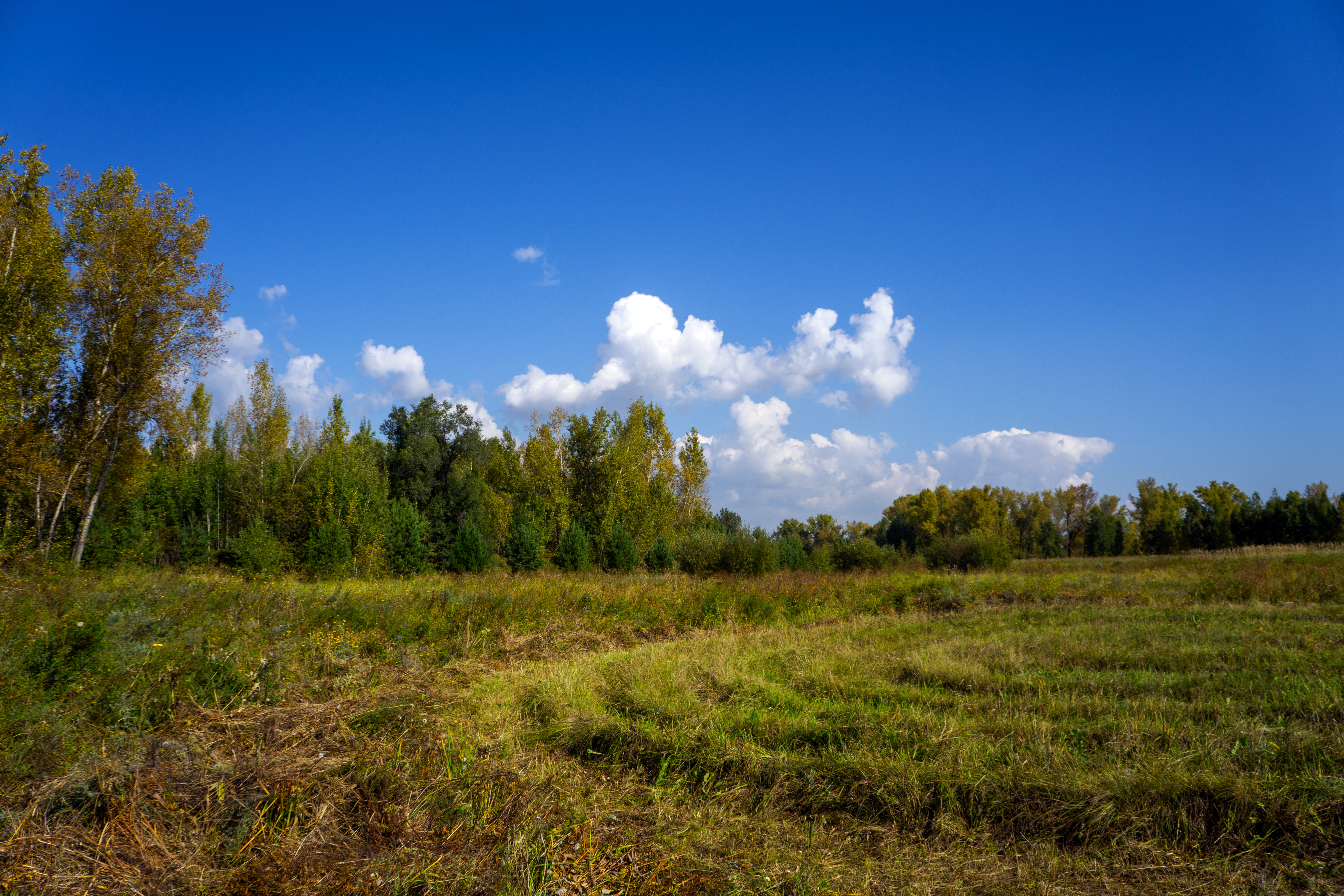 Летний день в парке