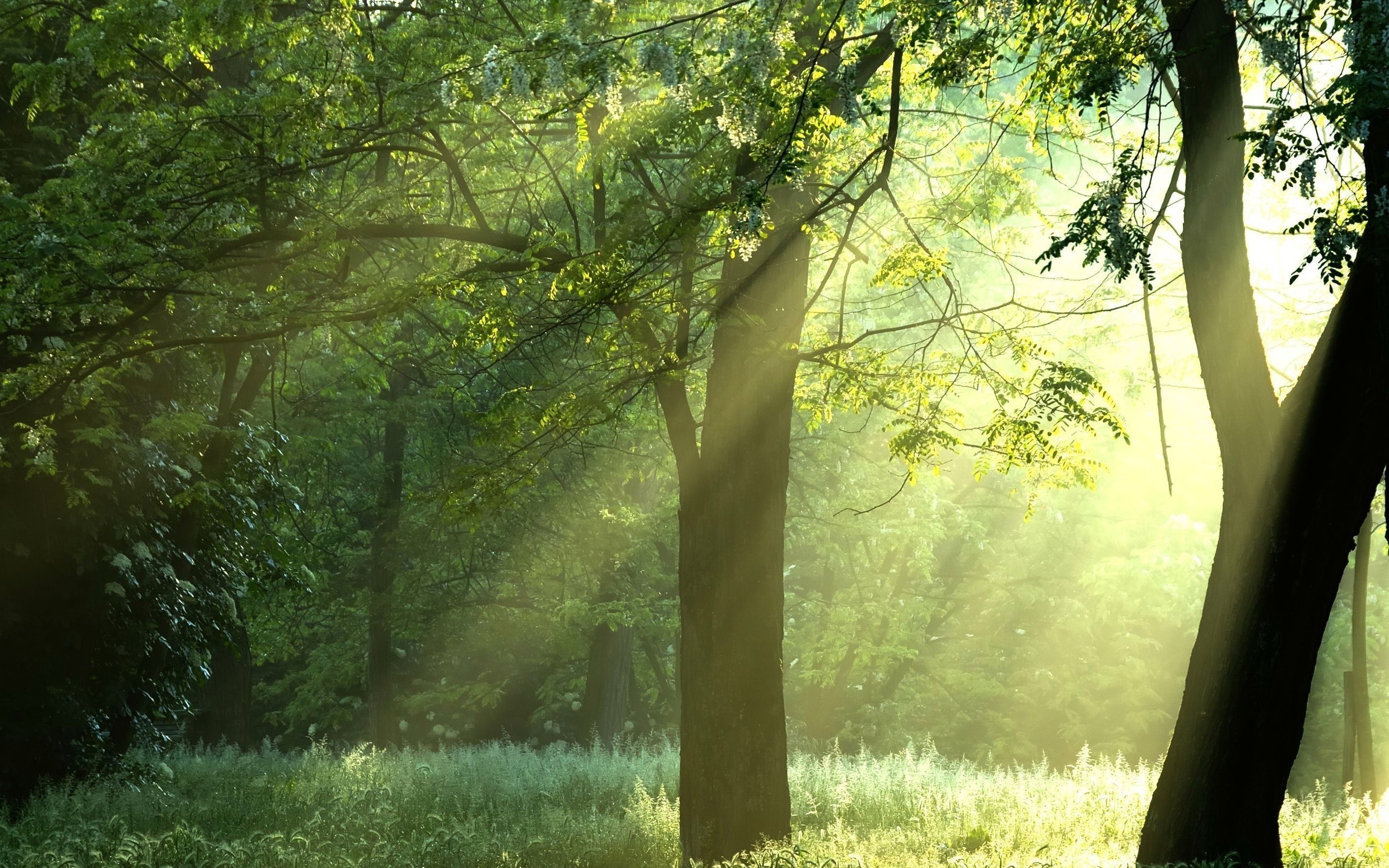 A forest with sunlight streaming through the trees.