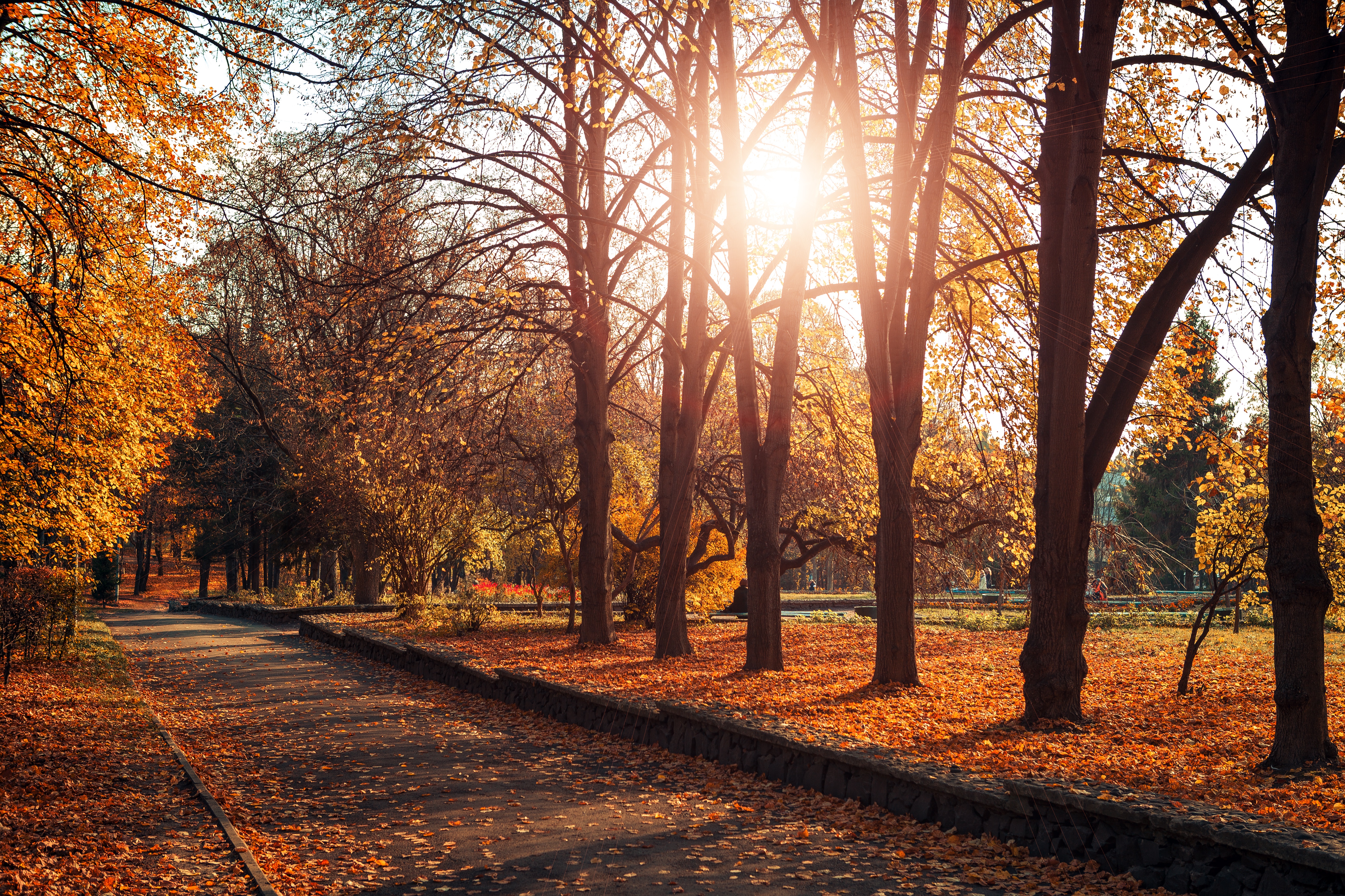 Free photo Autumn sunny park