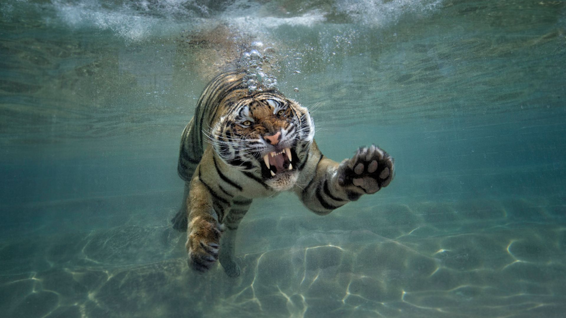 Бесплатное фото Тигр под водой